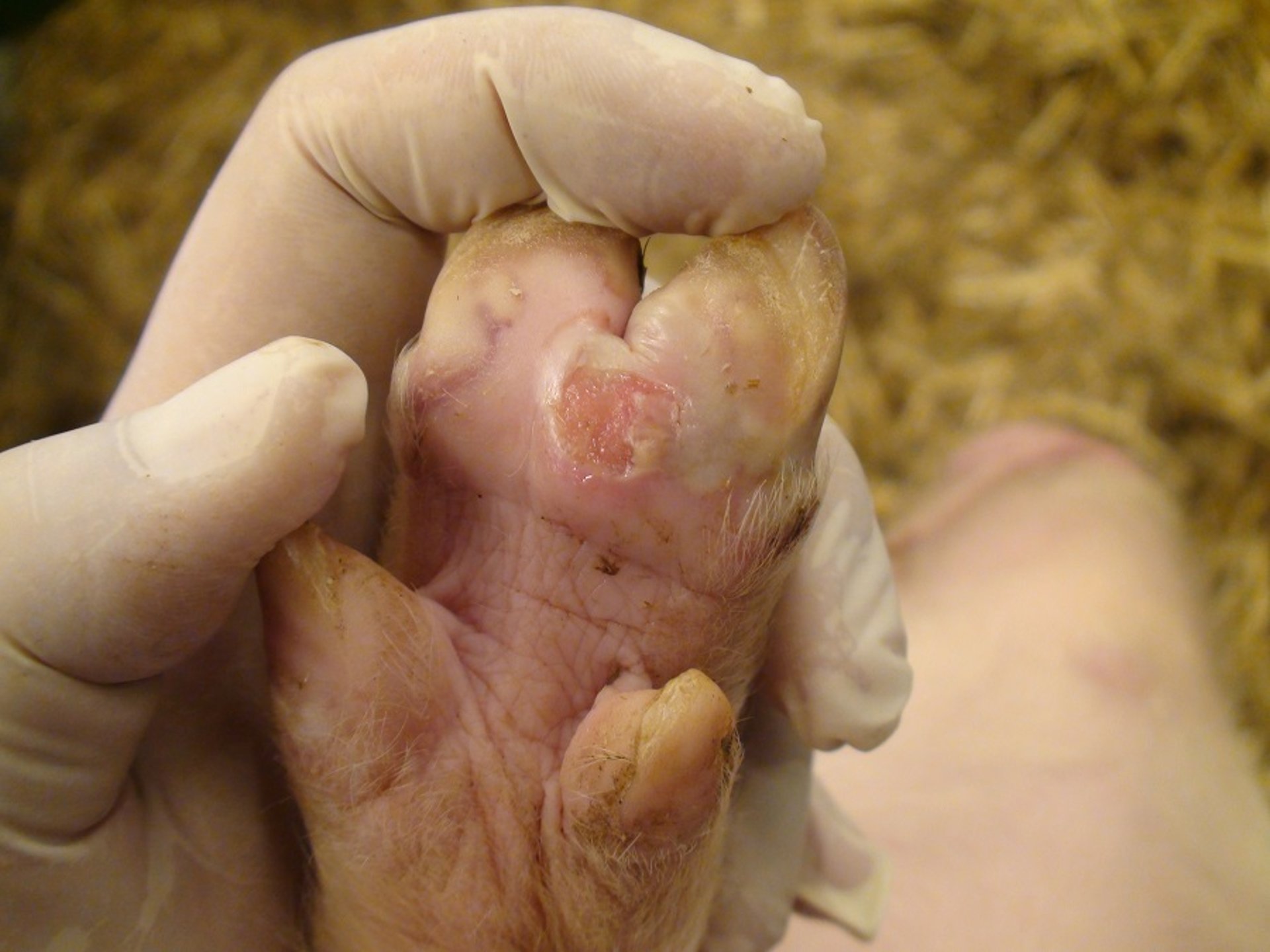 Foot lesion with ruptured vesicles, pig