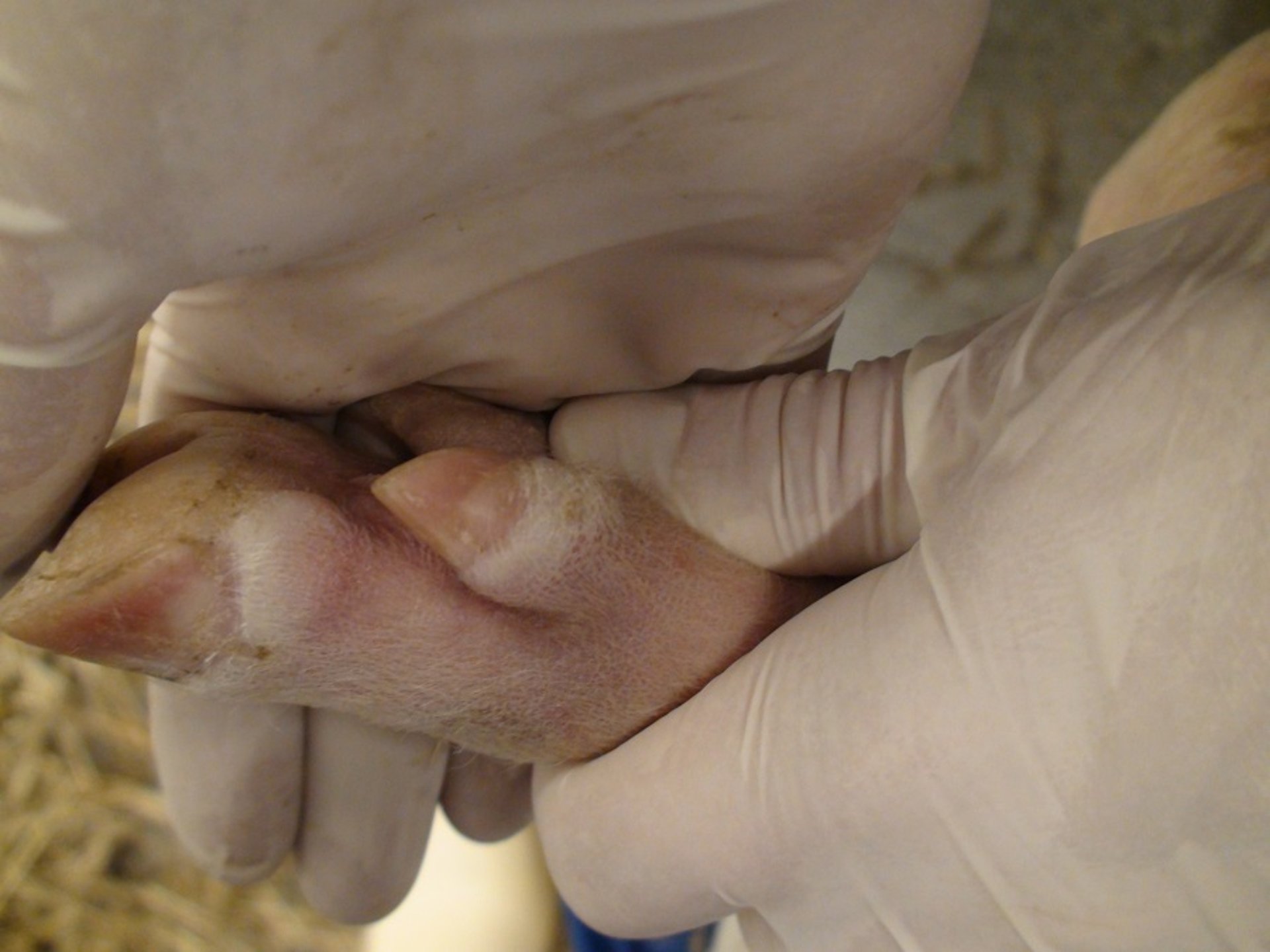 Foot lesion, pig