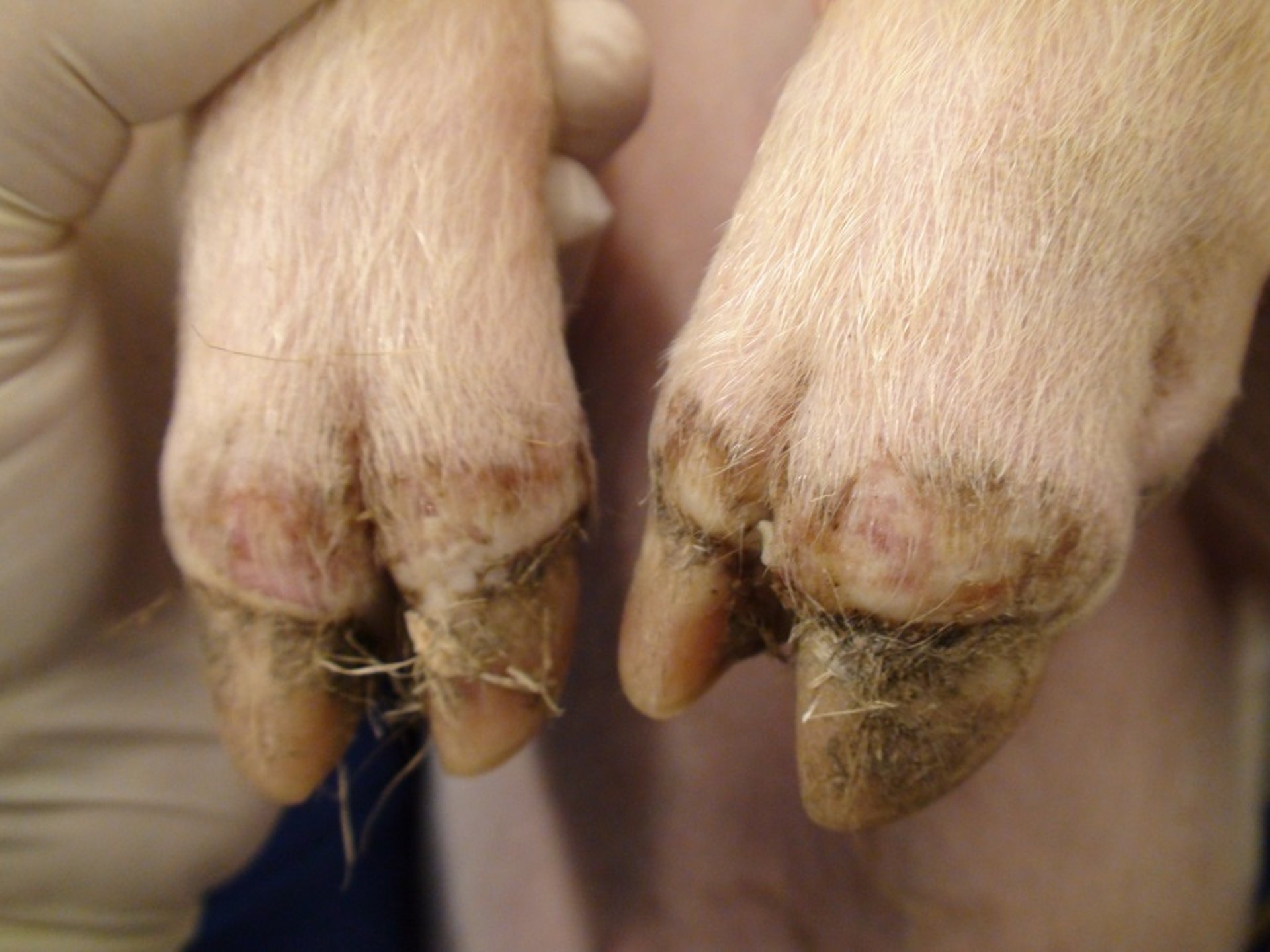 Foot lesions, pig