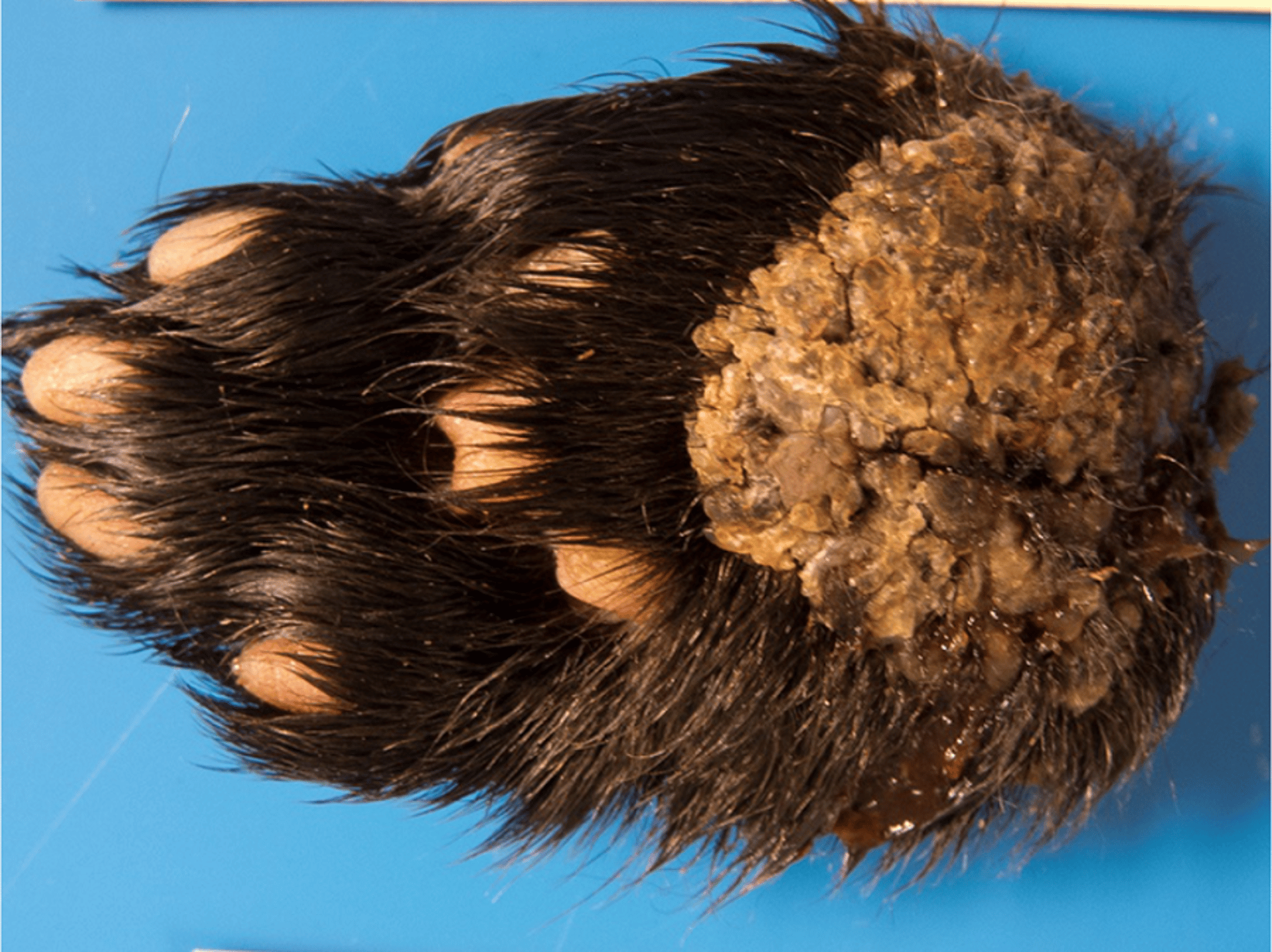 Foot pad necrosis, mink