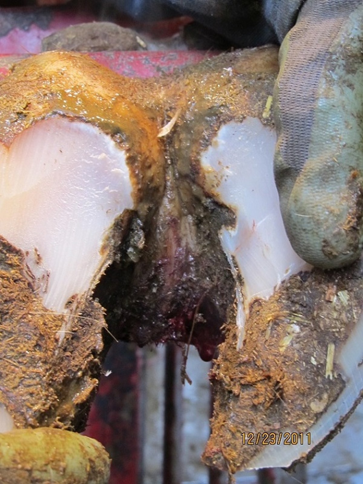 Foot rot necrosis, acute, cow