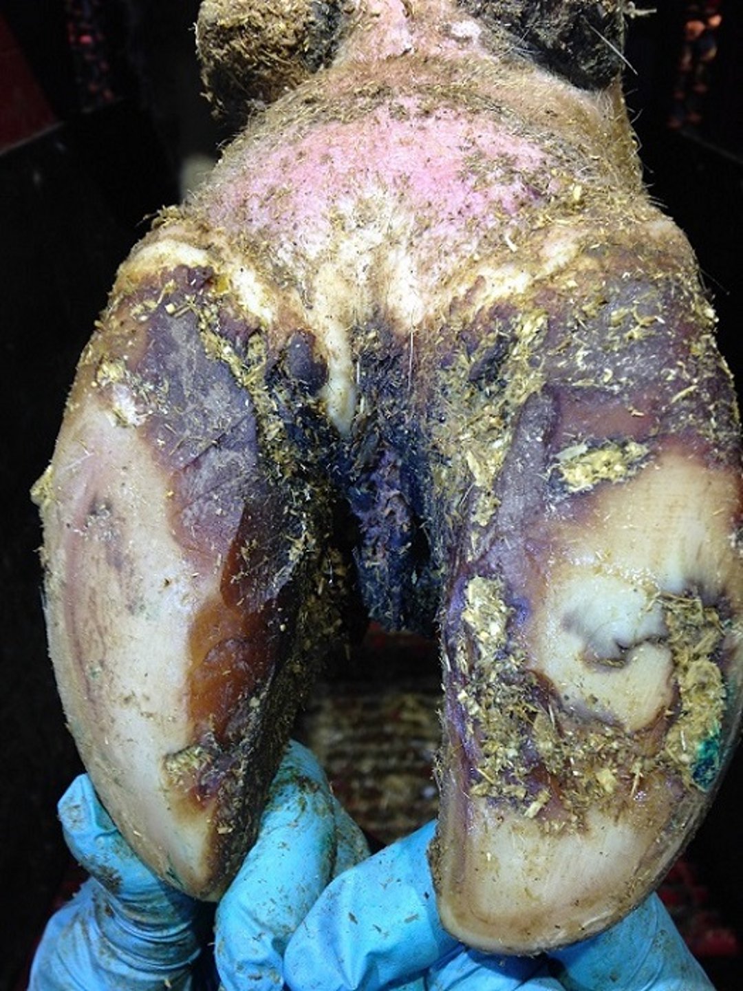 Foot rot necrosis, cow