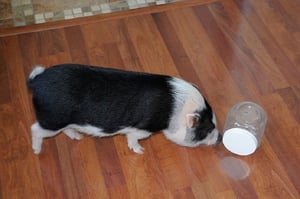 Foraging device for miniature pet pigs
