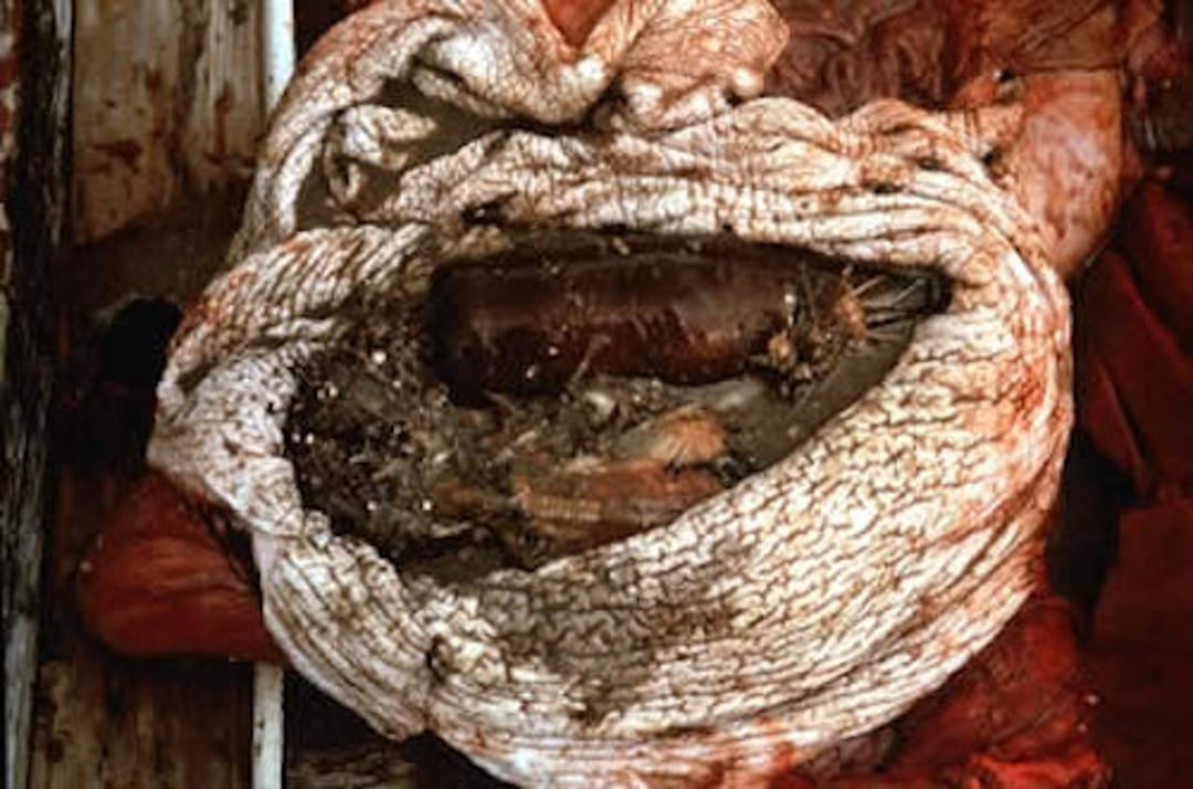 Foreign bodies, cetacean stomach