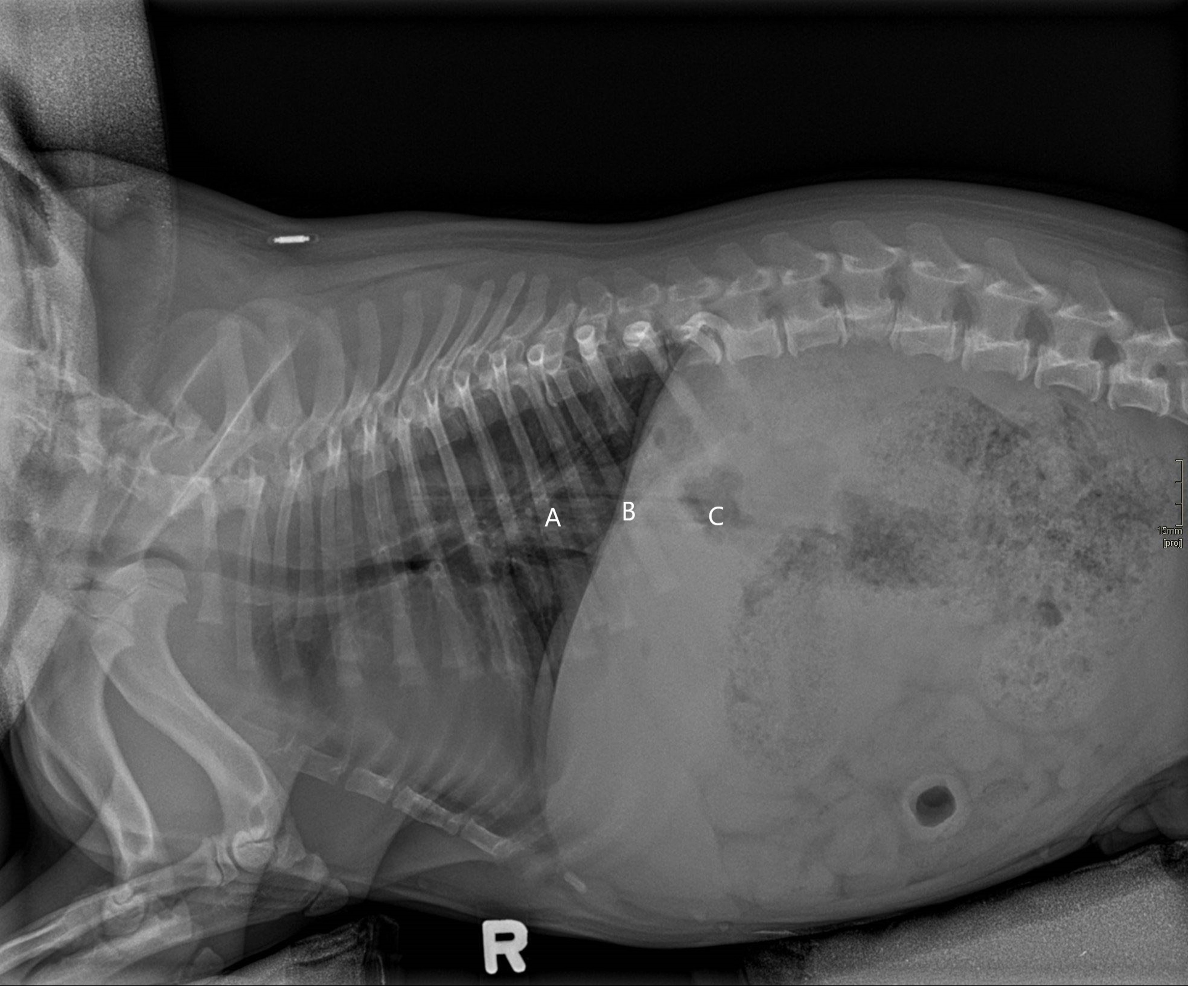 Esophageal foreign body, dog