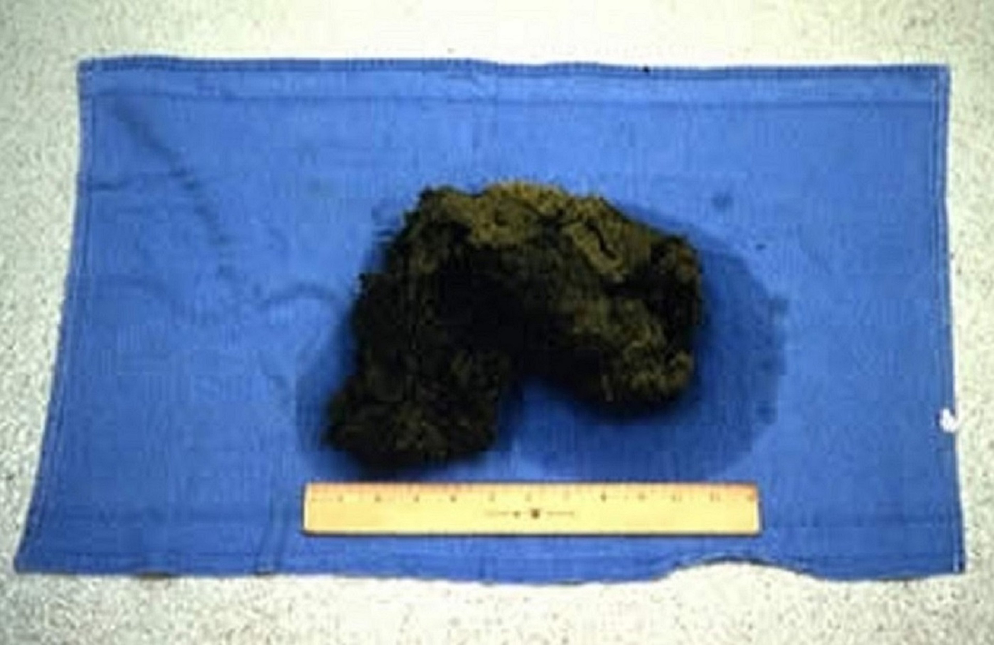 Foreign body removed from stomach, miniature pig