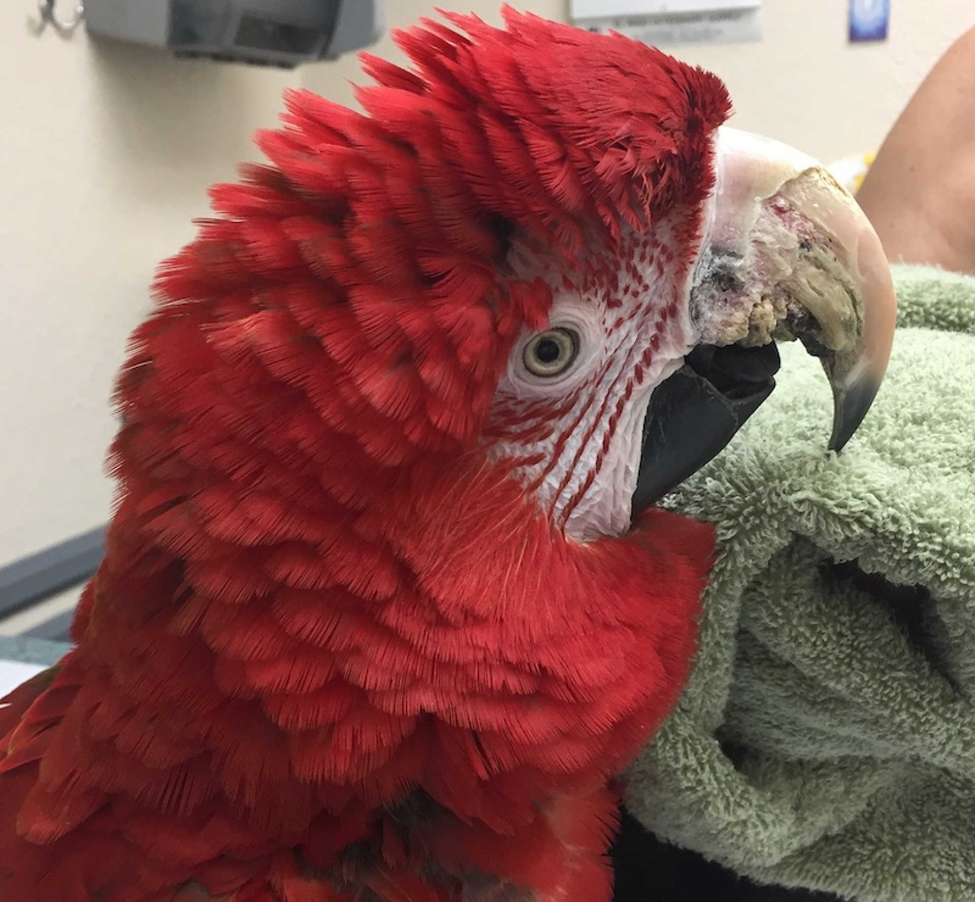 Fungal infection, macaw