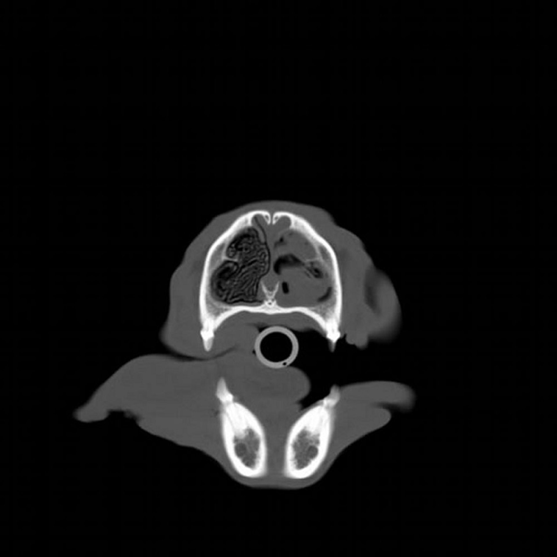 Fungal rhinitis, CT, dog