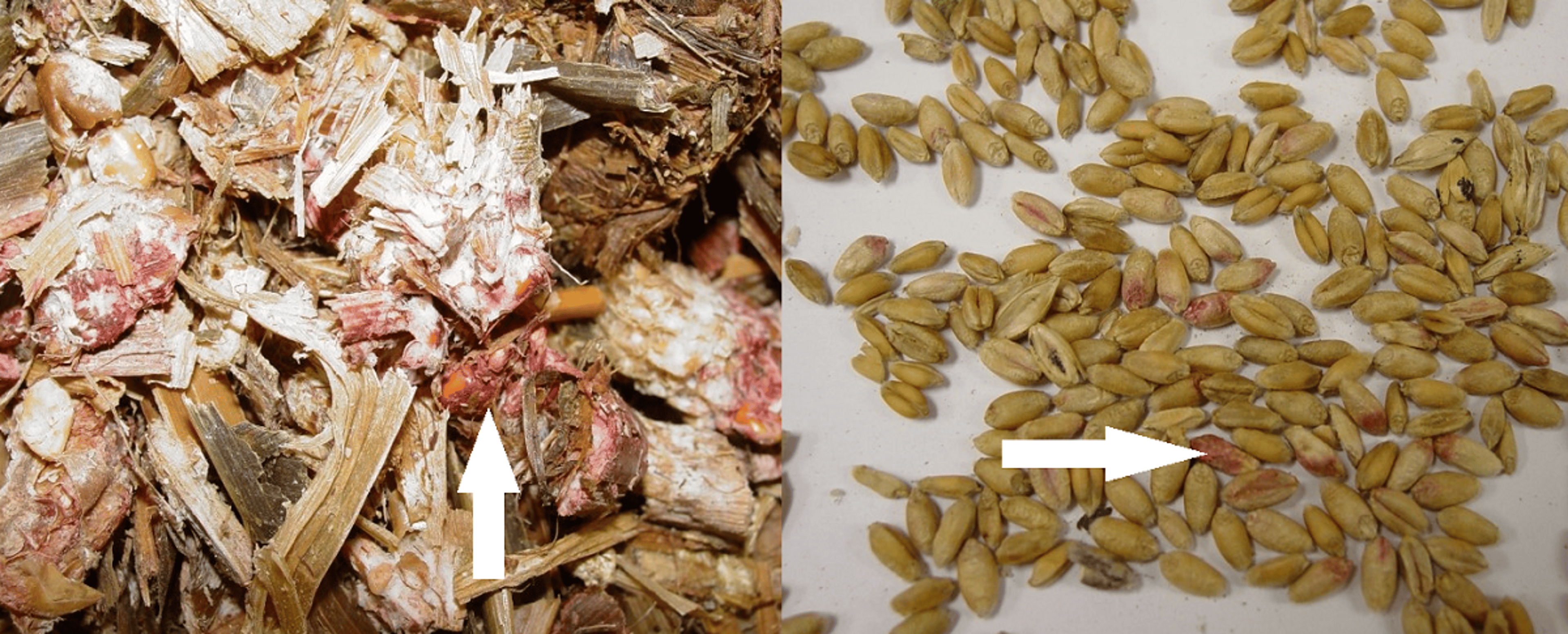 <i >Fusarium</i> growth on silage and wheat