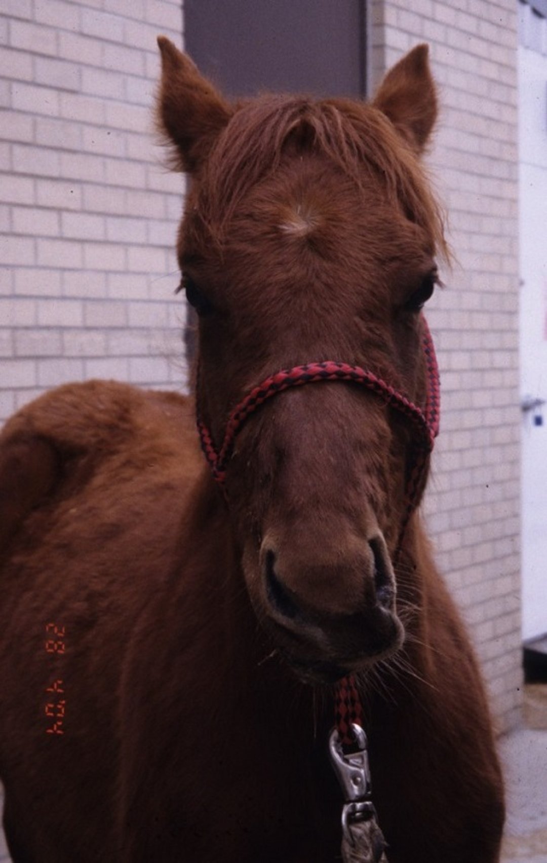 Traumatismo del nervio facial, caballo adulto