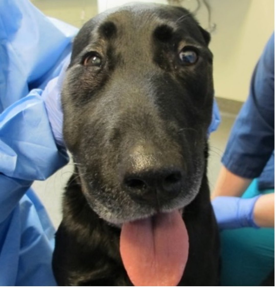 Hinchazón facial, perro