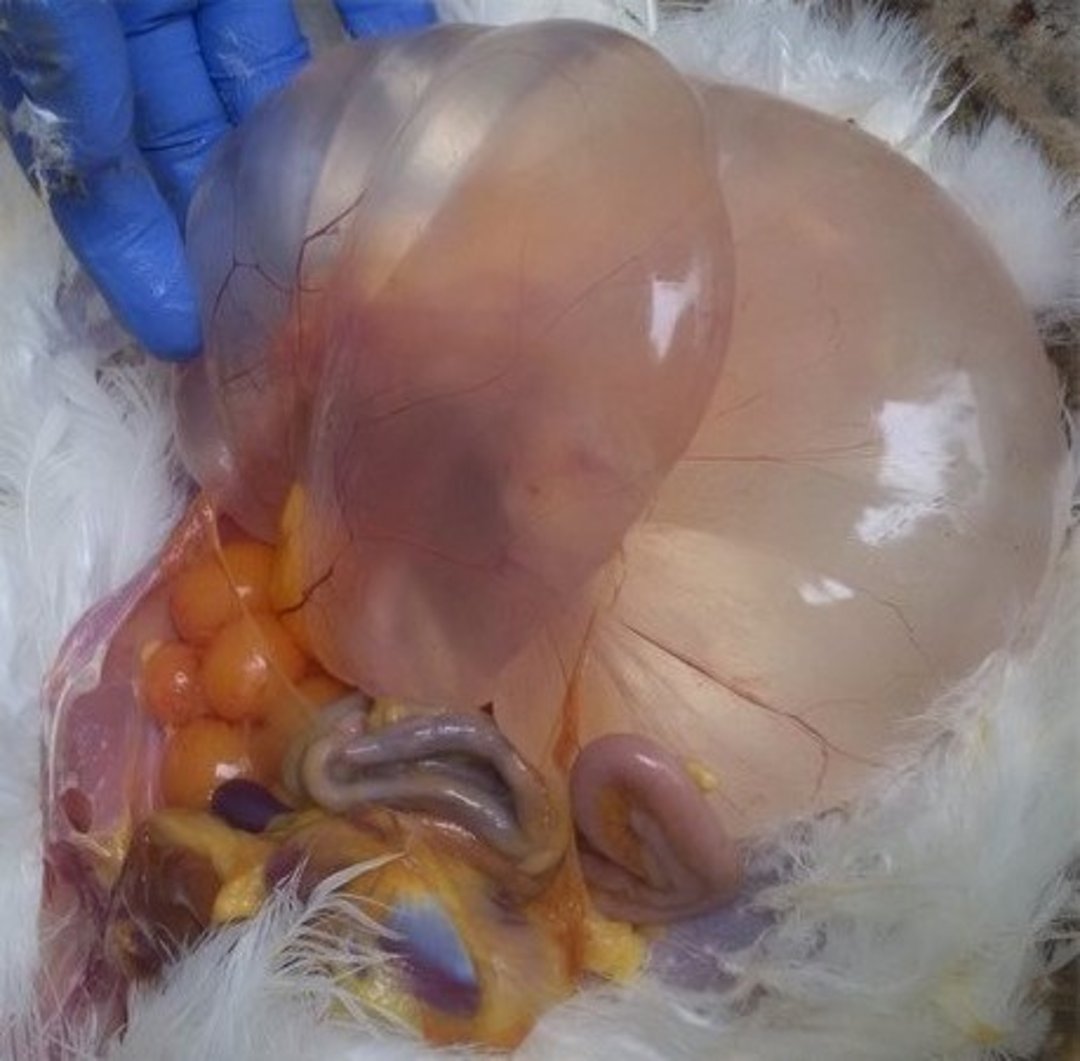 False layer syndrome, cystic oviduct, layer