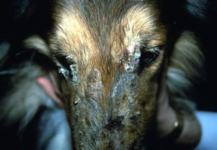 Familial dermatomyositis, Collie