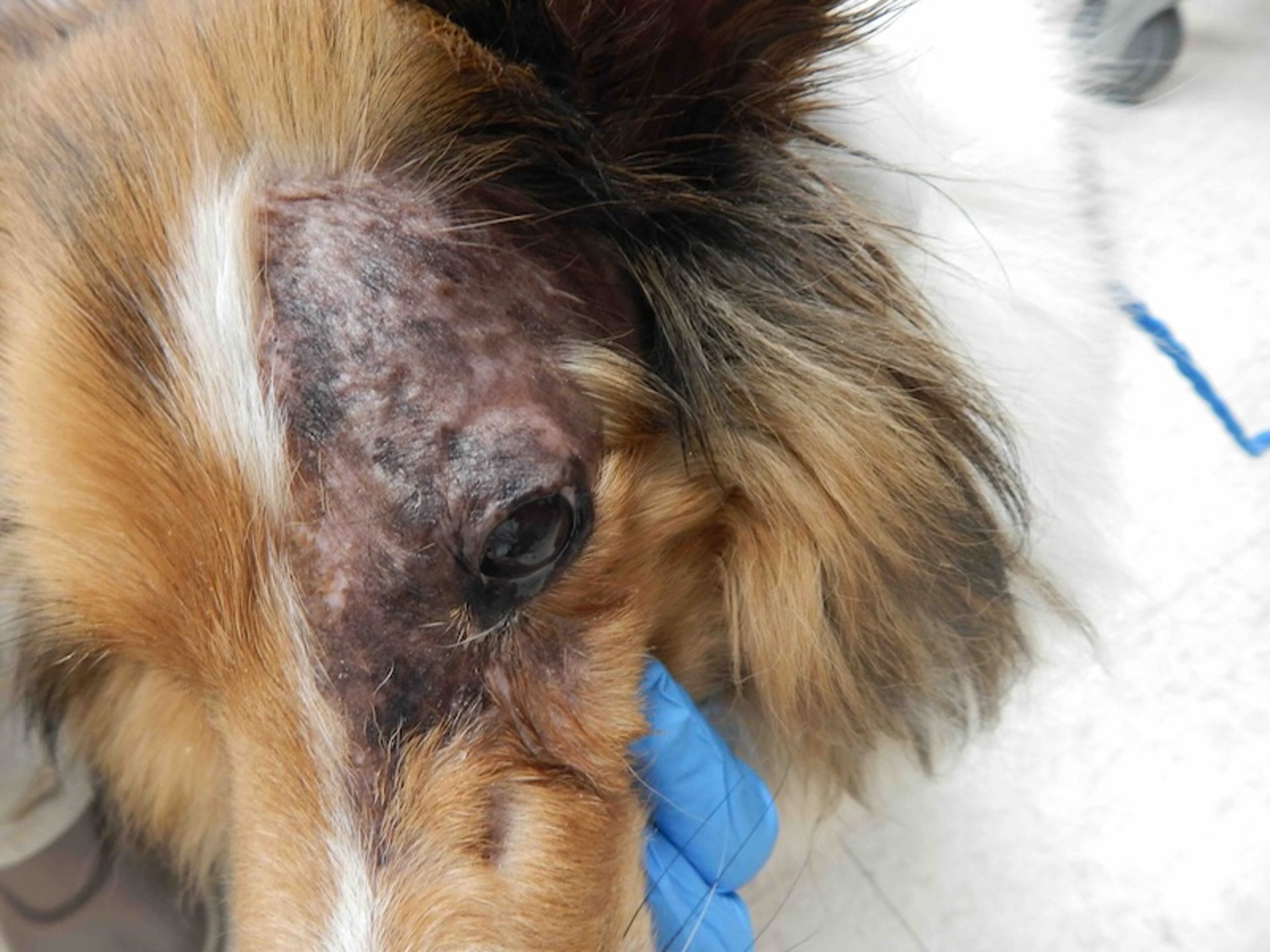 Familial dermatomyositis, Sheepdog