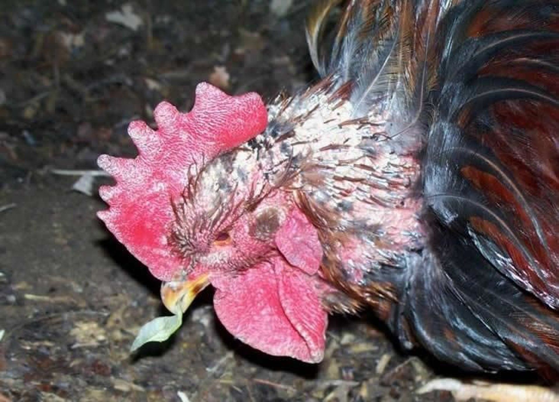 Favus infection, comb, chicken