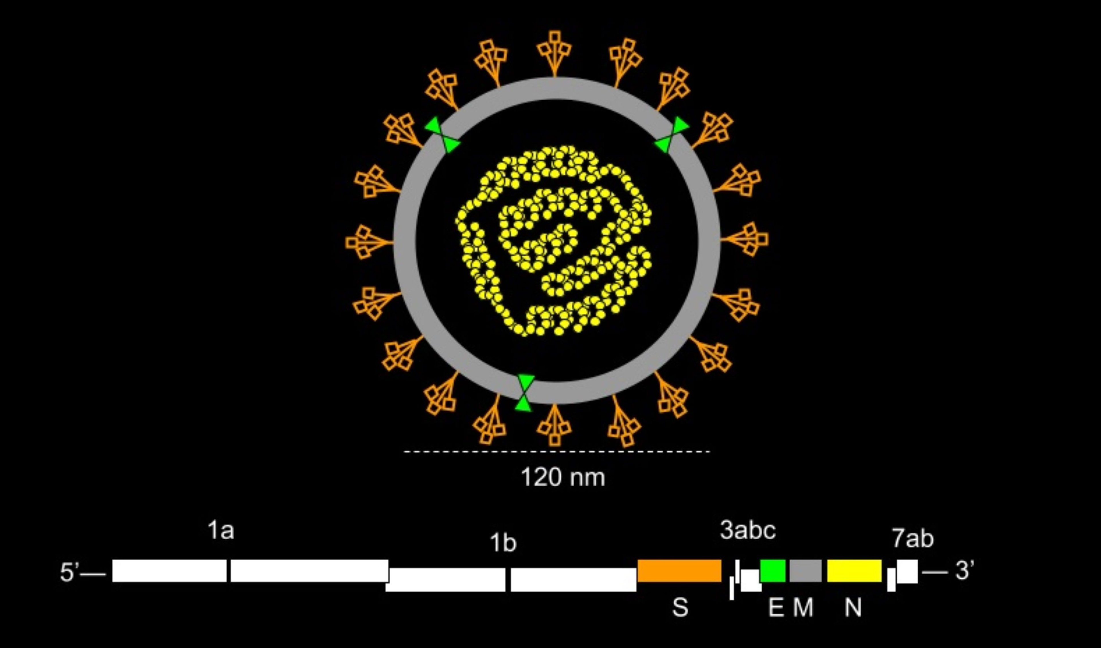 Feline coronavirus genome organization and virion morphology