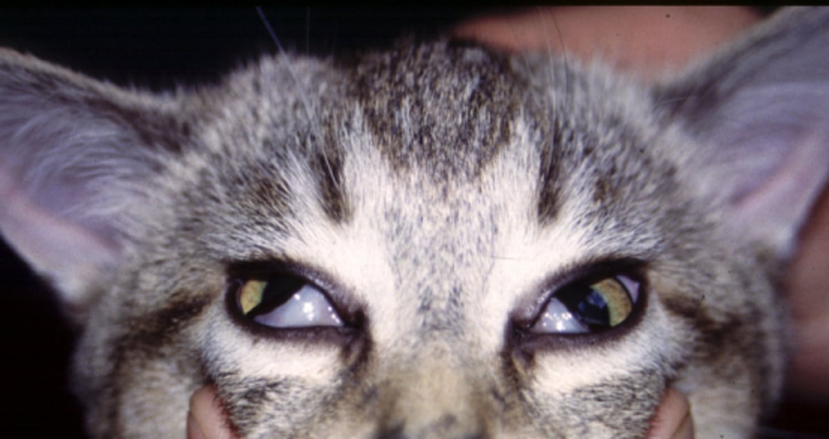 Feline dysautonomia, bilateral mydriasis and enophthalmos