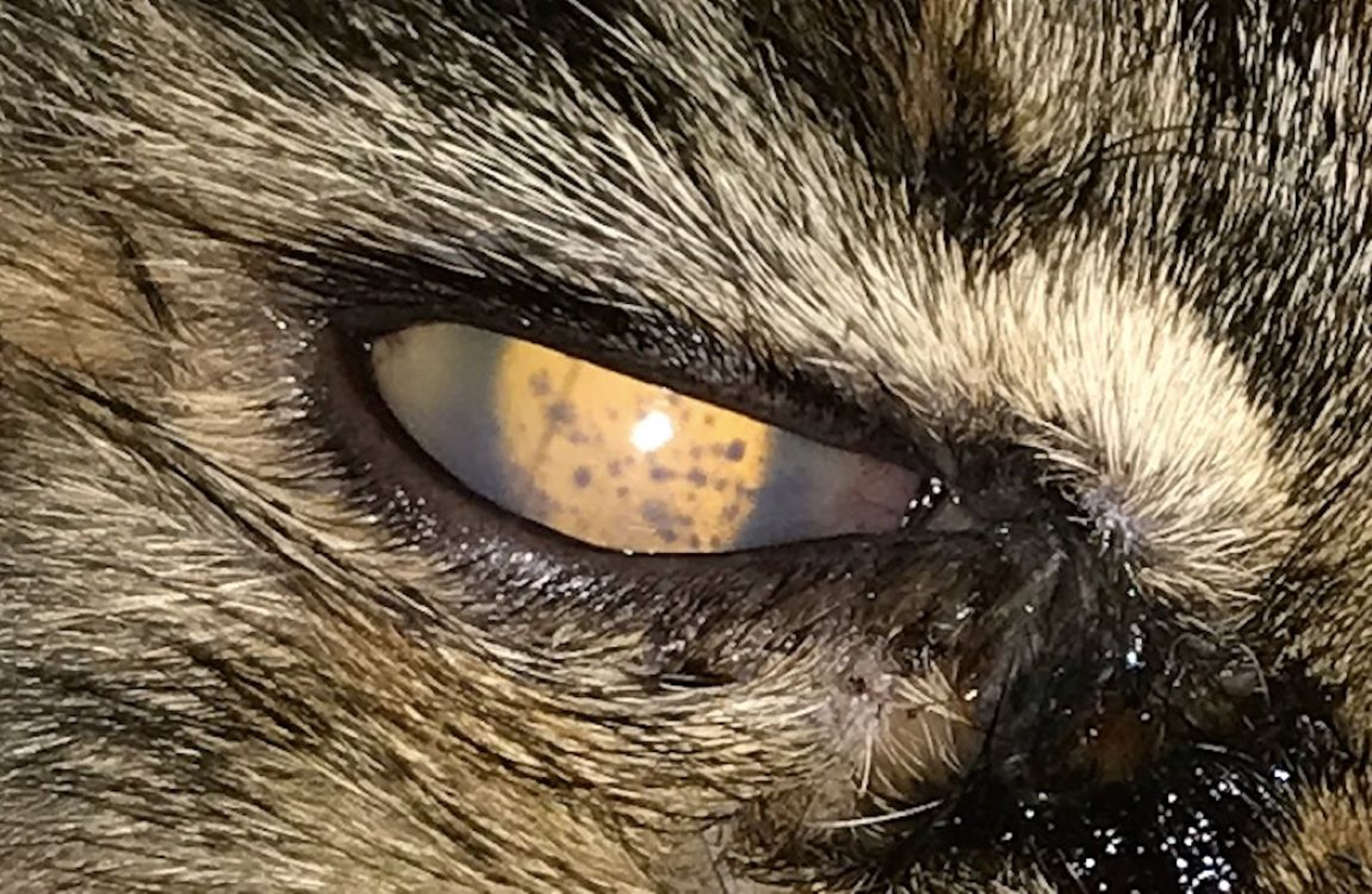 Feline infectious peritonitis, anterior uveitis