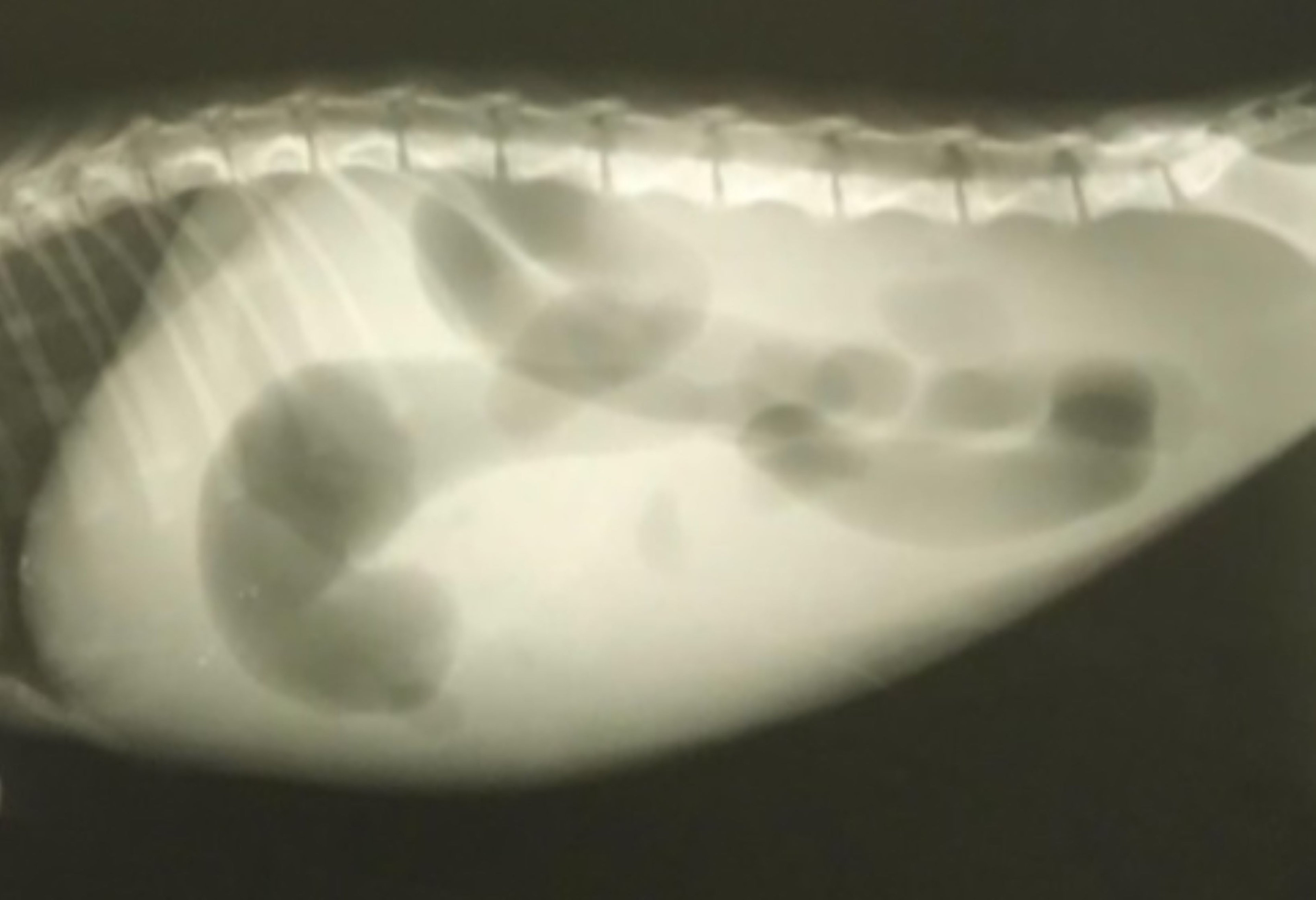 Peritonitis infecciosa felina, ascitis, radiografía