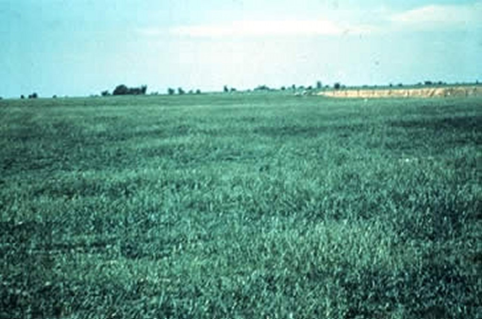 <i >Festuca arundinacea</i> (festuca, cañuela, fanás)