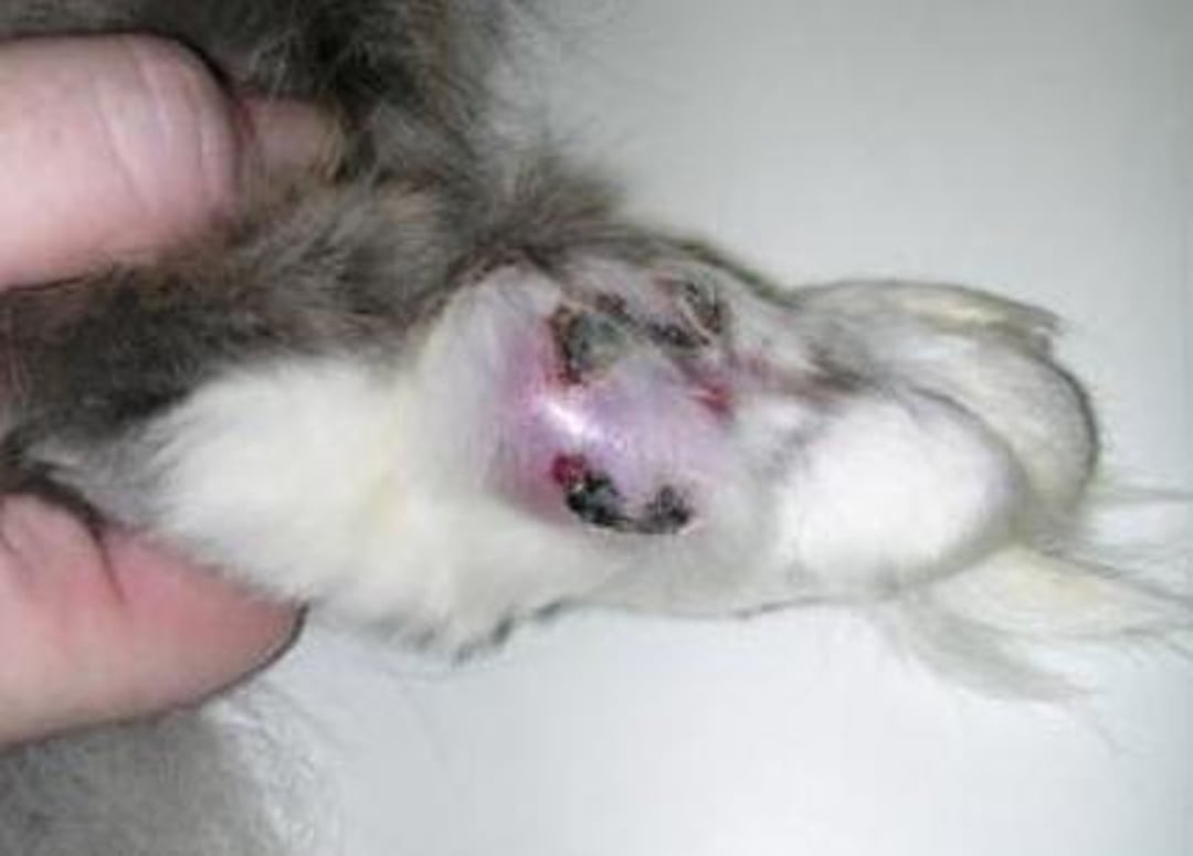 Fibrosarcoma, gato