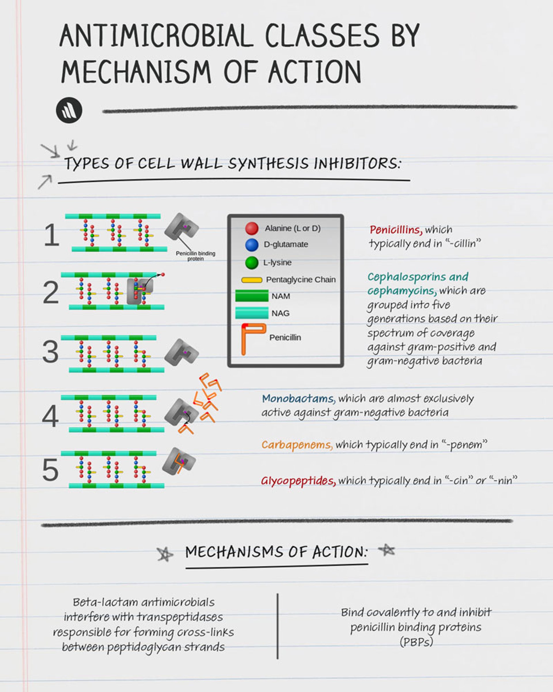 Mecanismos de acción: inhibidores de la síntesis de la pared celular