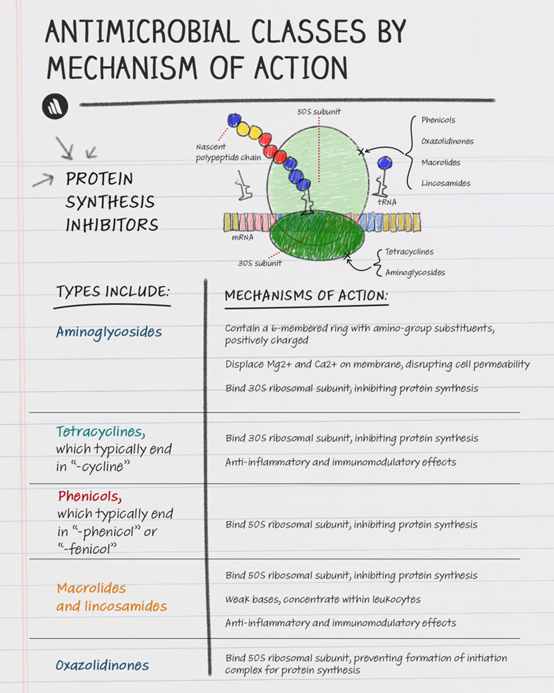 Mechanisms of Action: Protein Synthesis Inhibitors