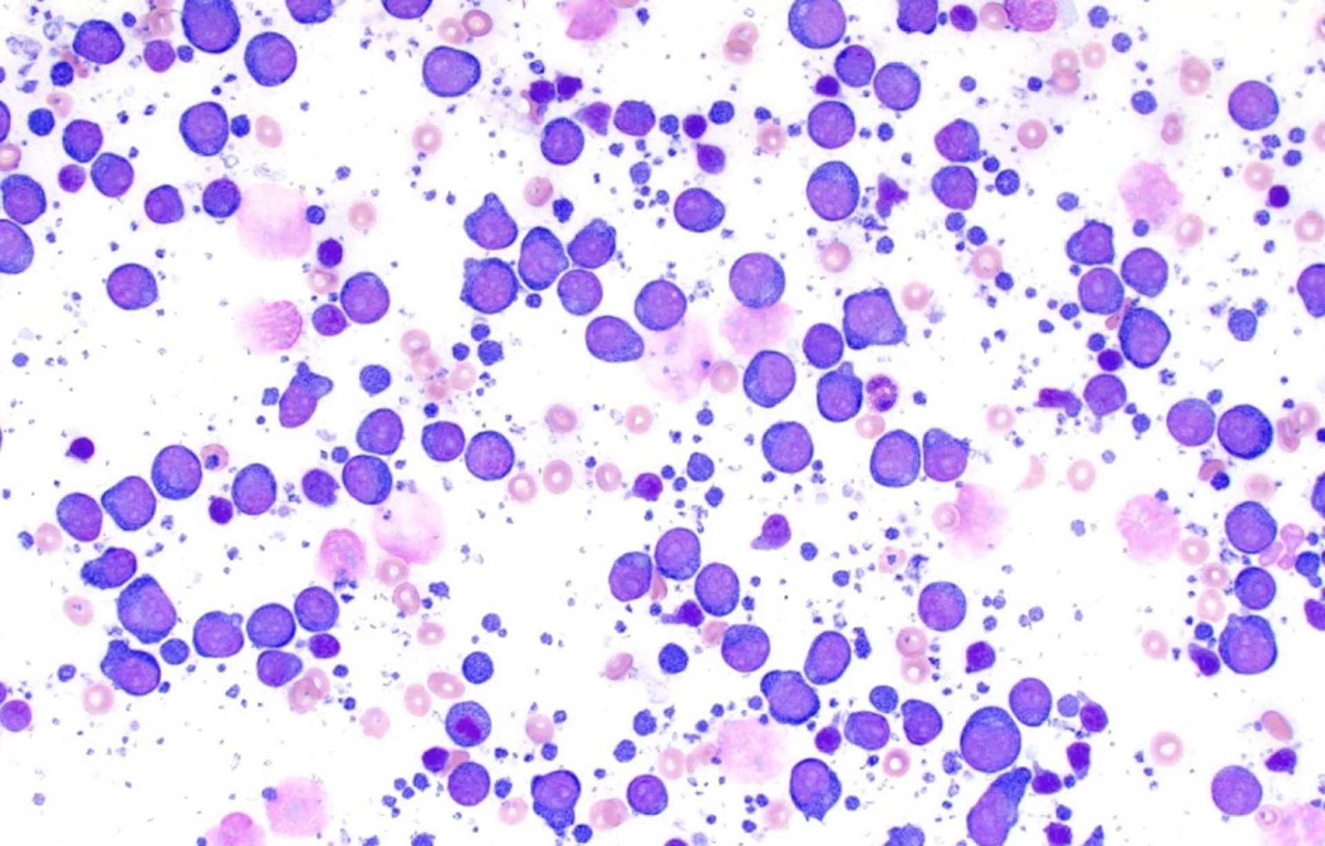 Fine-needle aspirate smear, Labrador Retriever