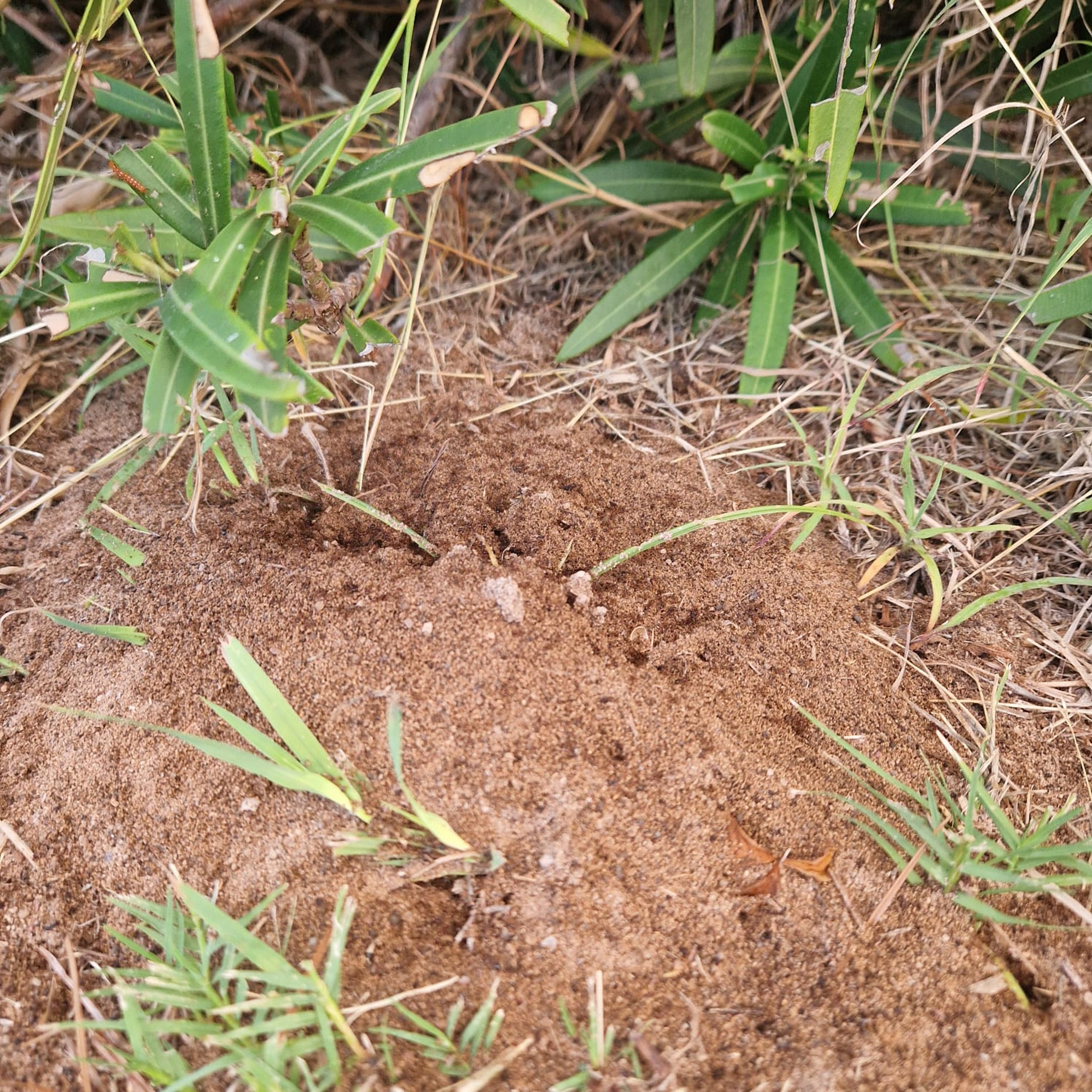 Fire ant anthill