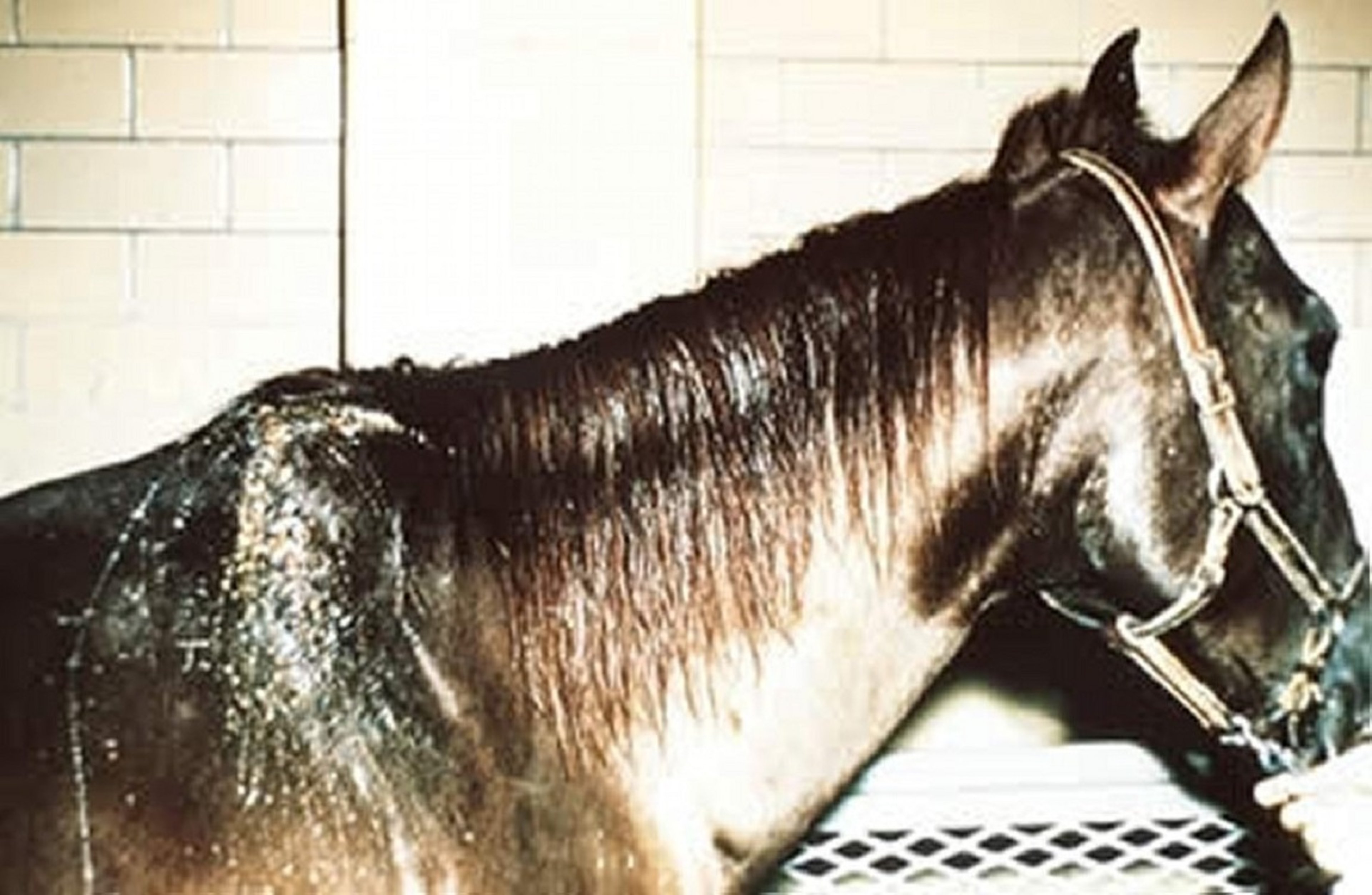 Fístula de la cruz, caballo