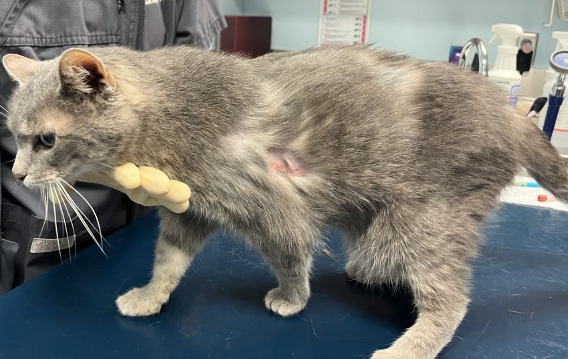 Flea allergy dermatitis, full body, cat