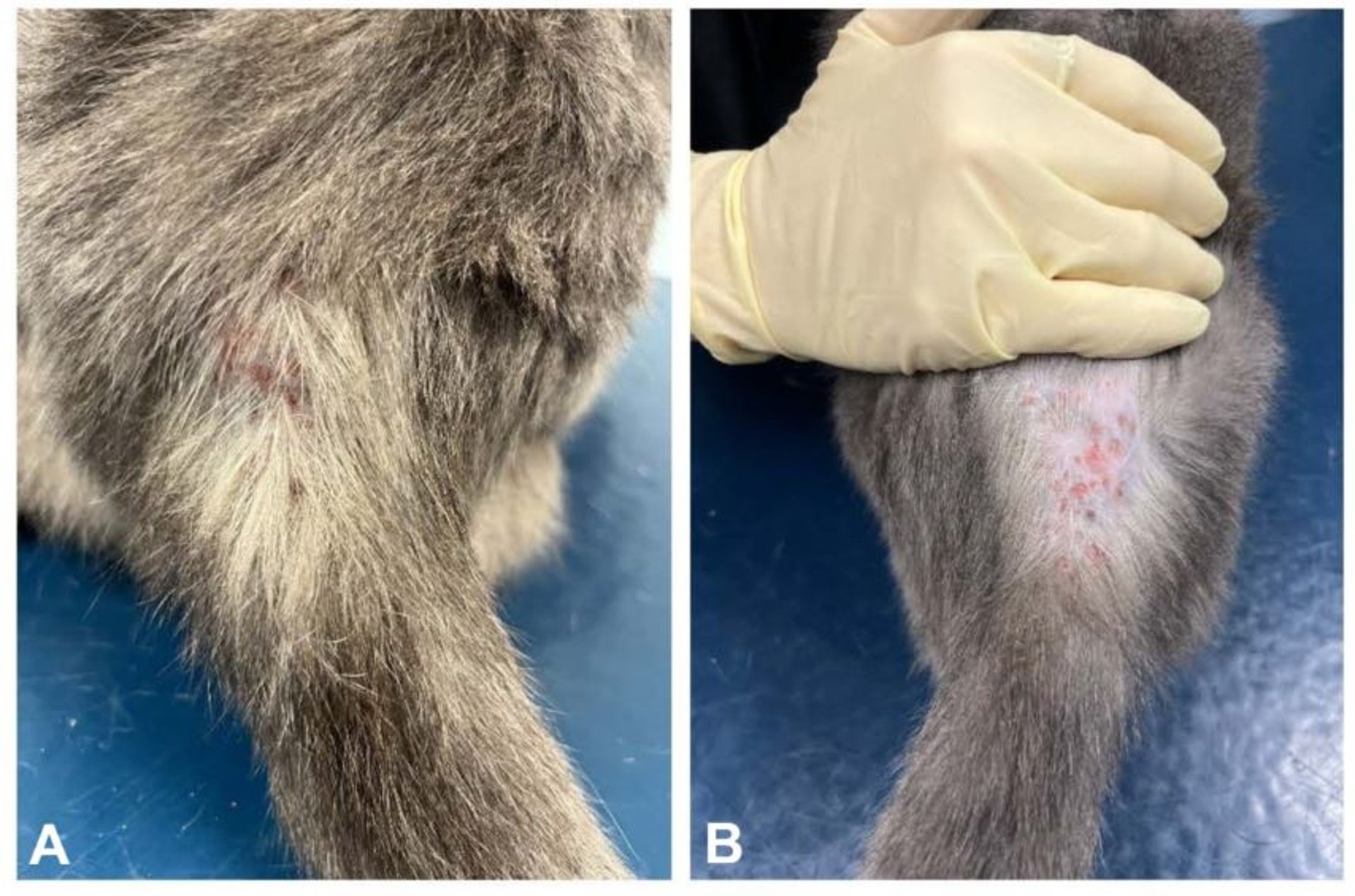 Flea allergy dermatitis, caudal dorsum, cat