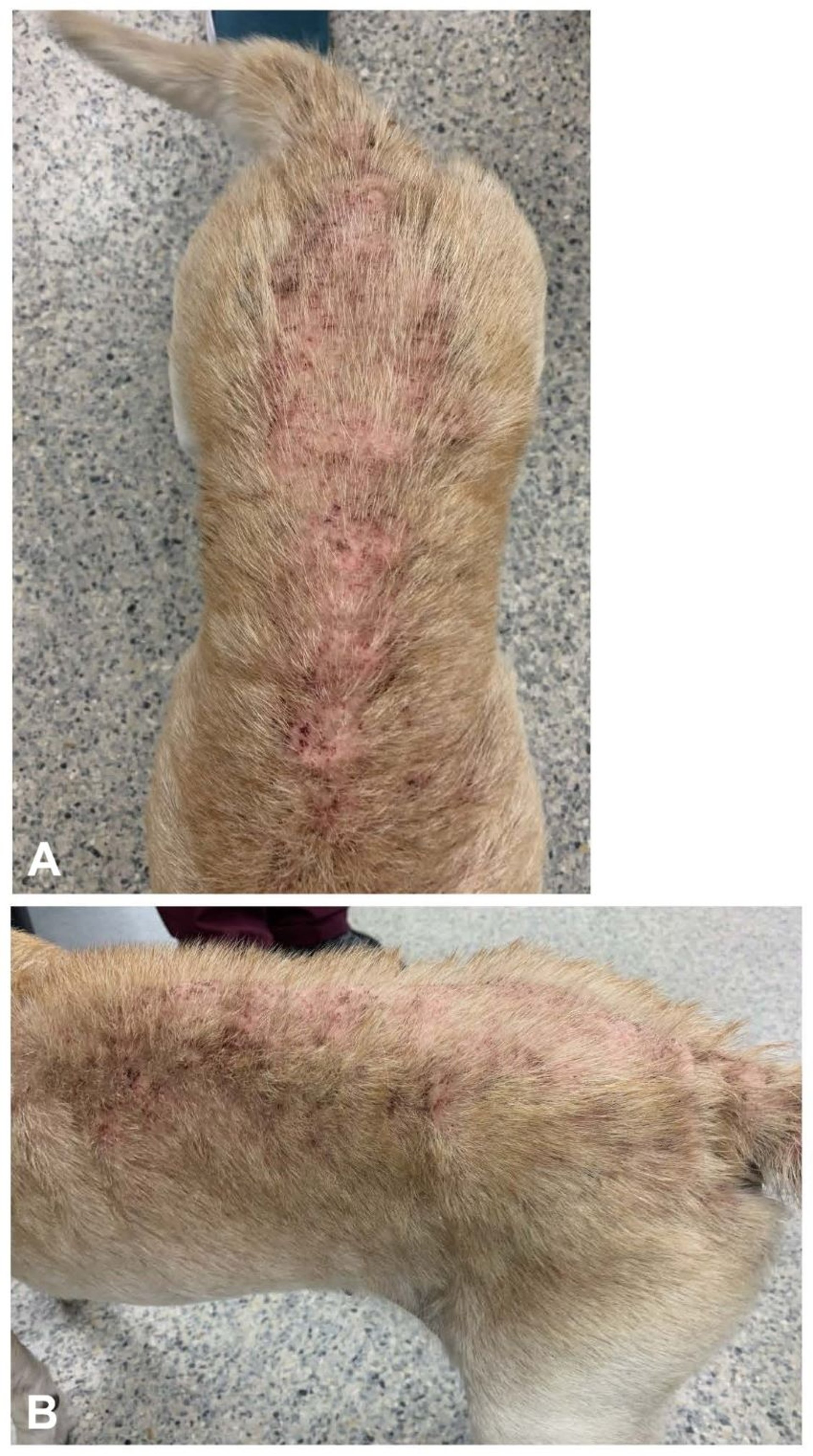 Flea allergy dermatitis, severe, dog