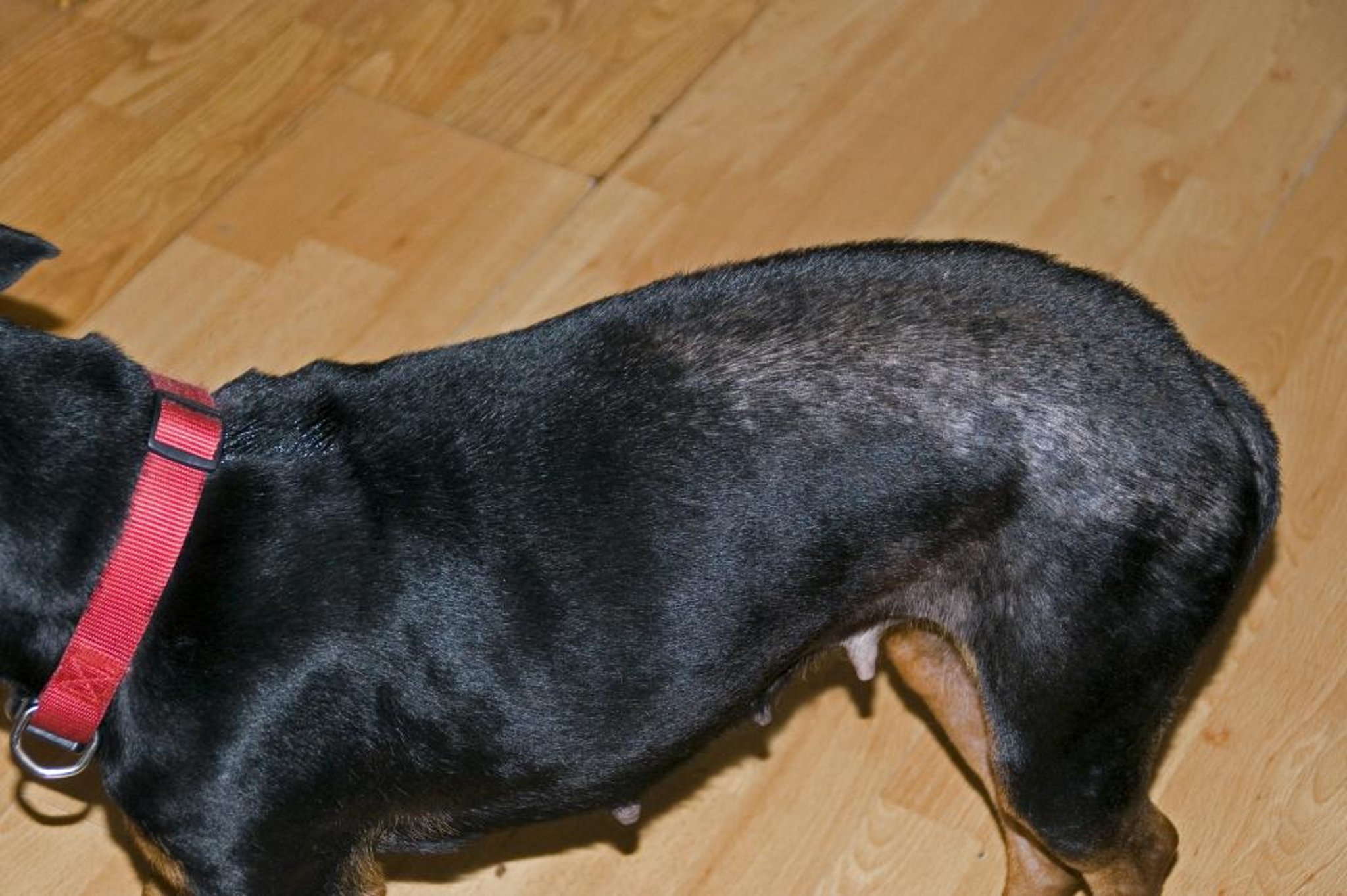 Dermatitis alérgica por pulgas, perro