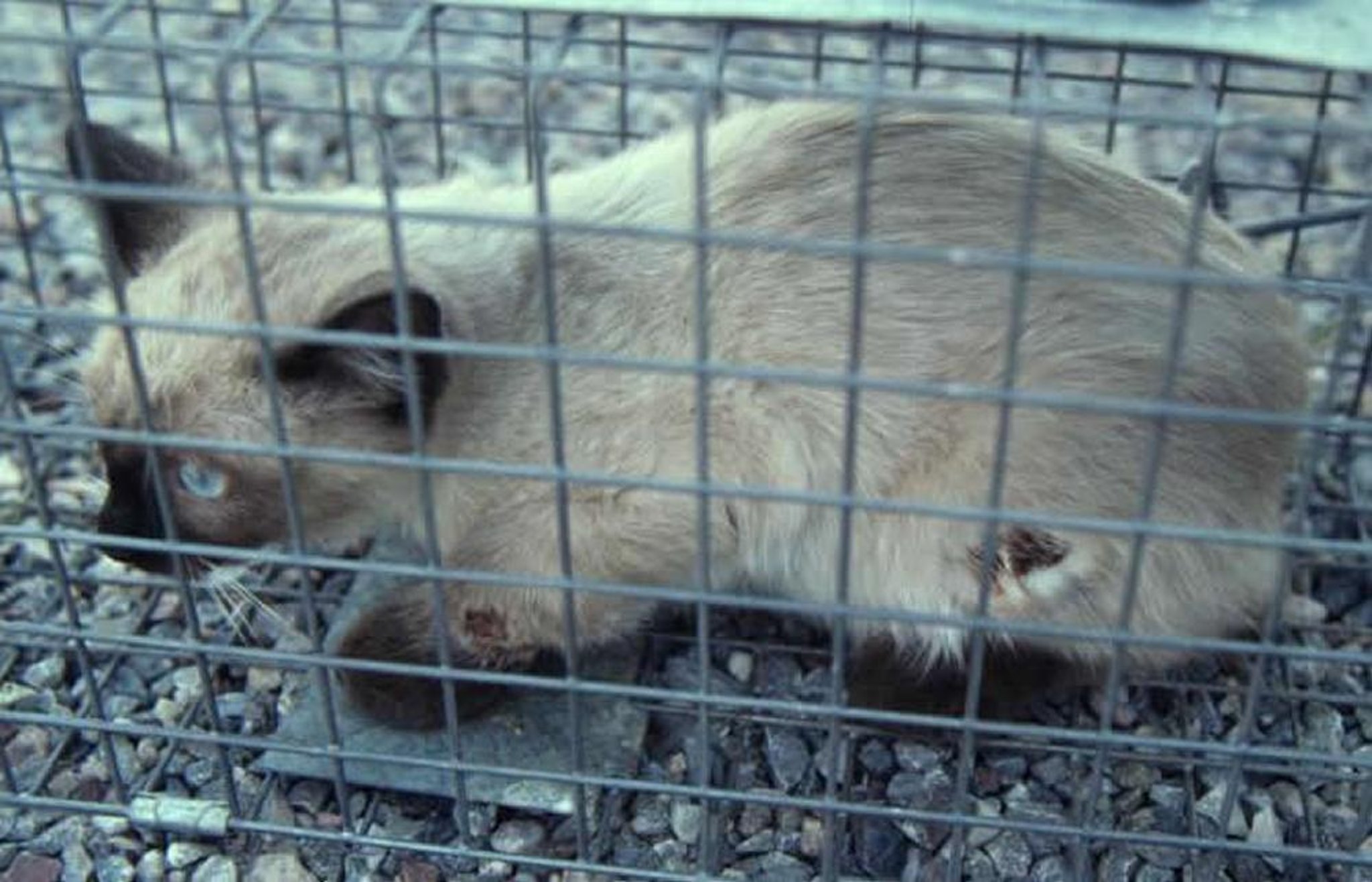 Peste por picadura de pulga, gato