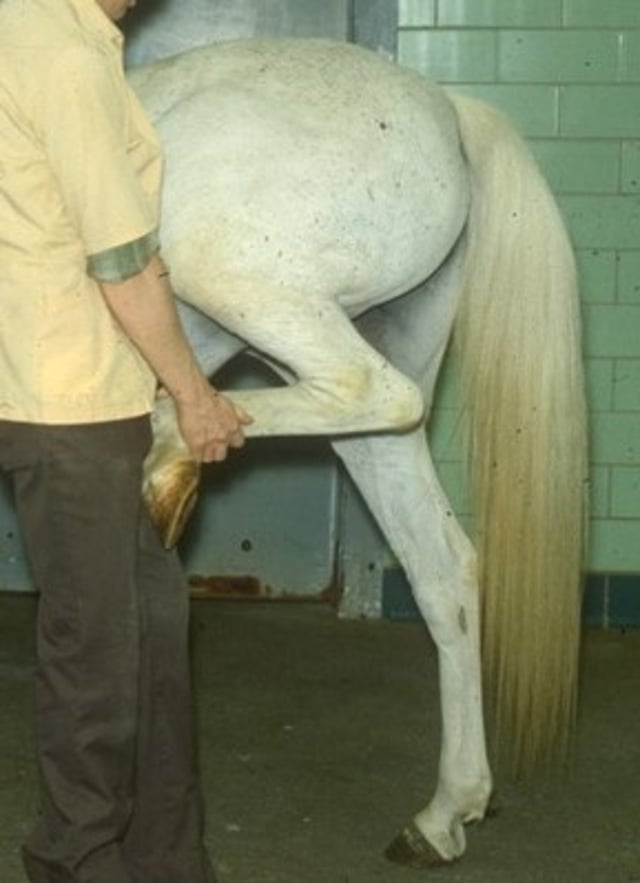 Flexion test of rear limb, horse