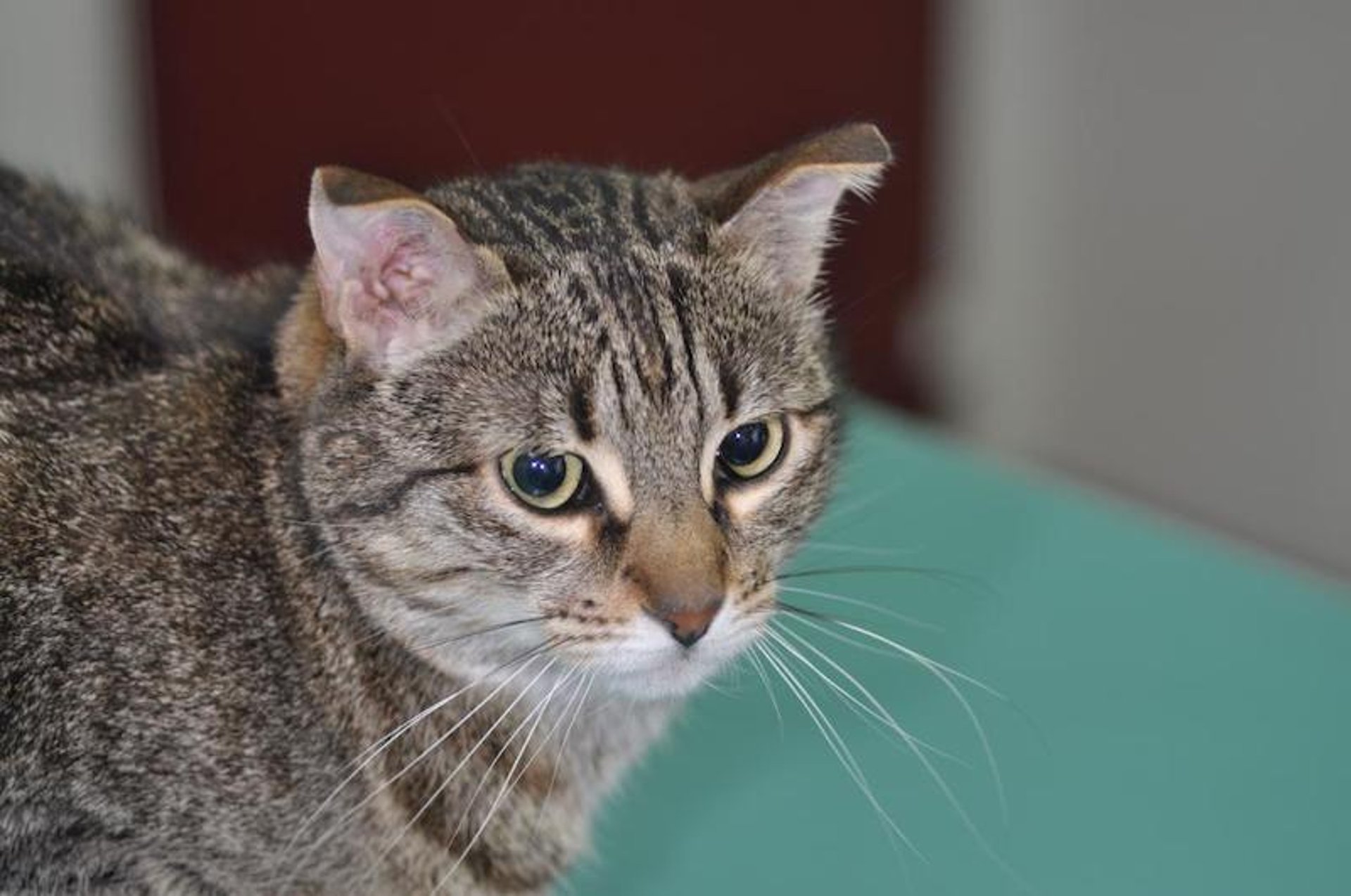 Punta del pabellón auricular doblado, gato
