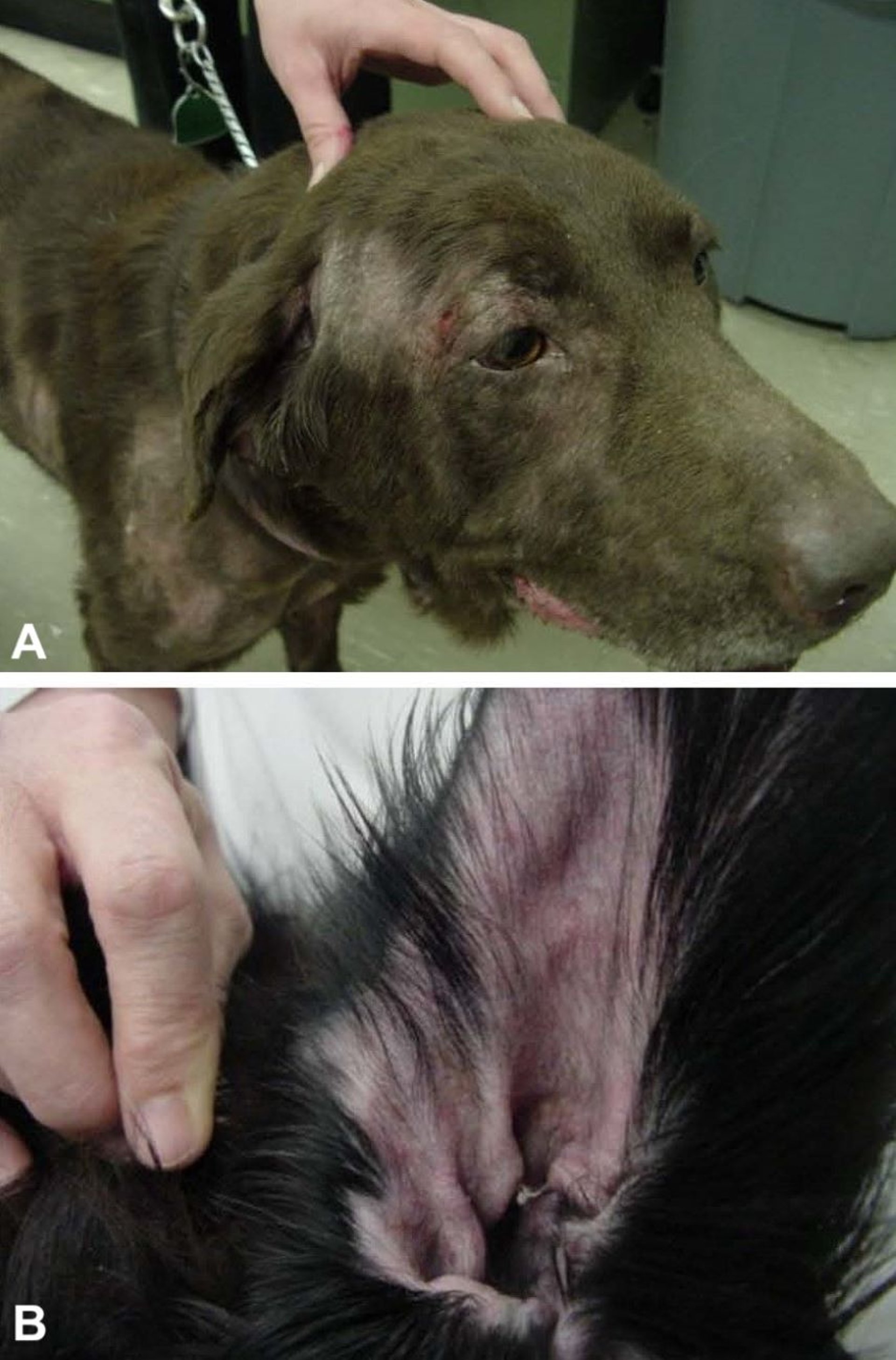 Food allergy dermatitis, dog