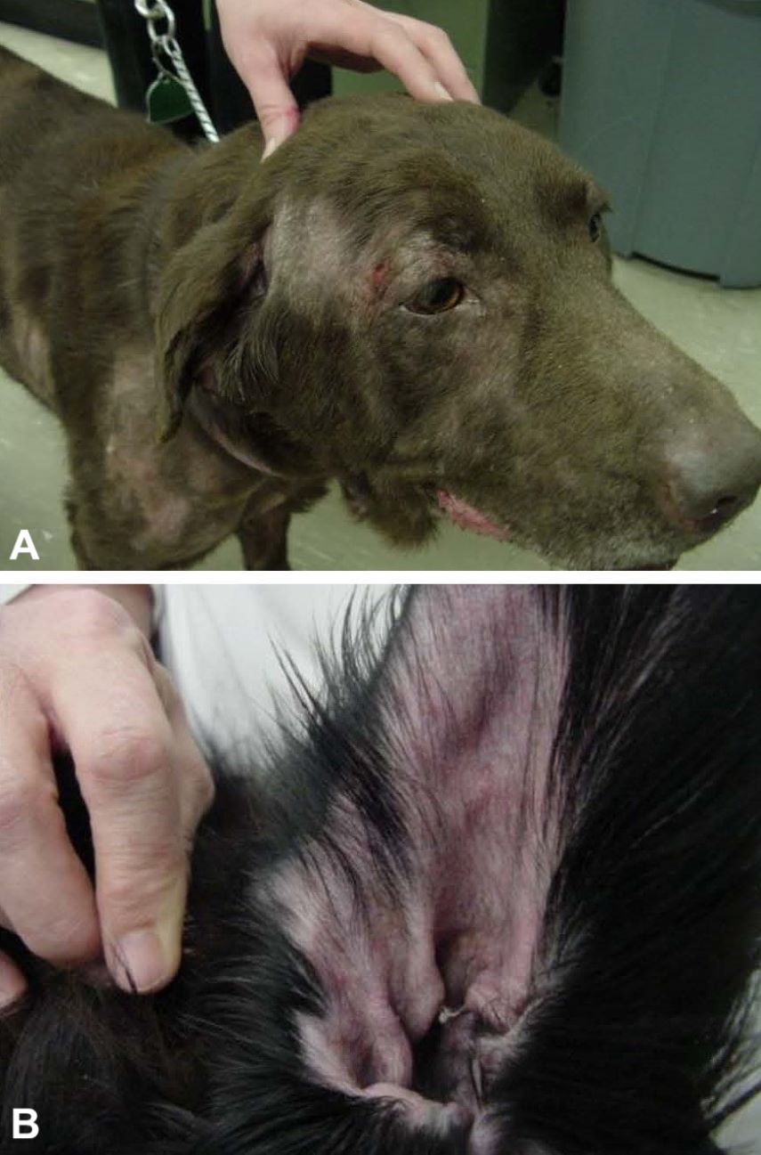 www.merckvetmanual.com