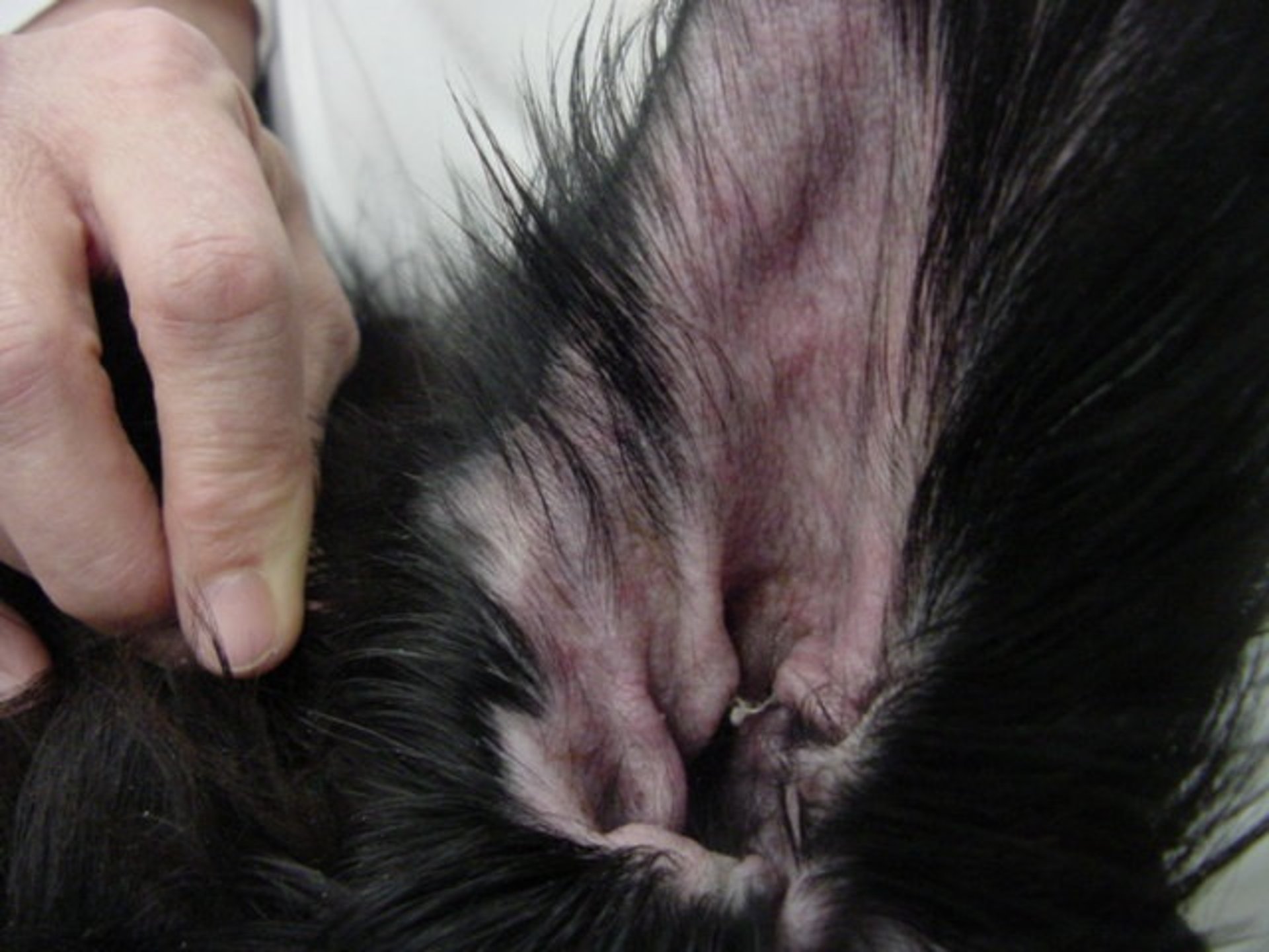 Oreja de un perro con alergia alimentaria