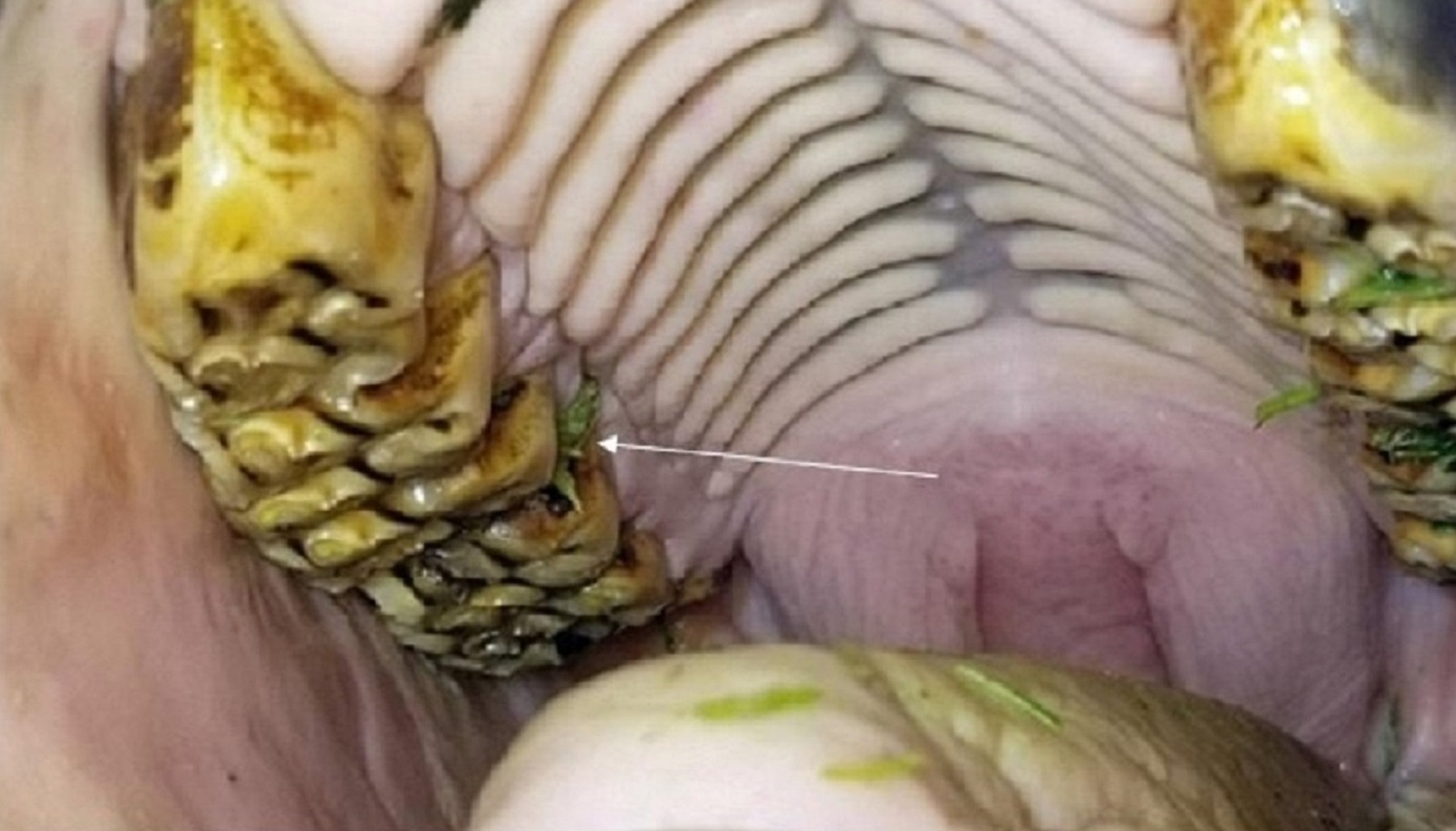 Acumulación de alimentos, diastema, caballo