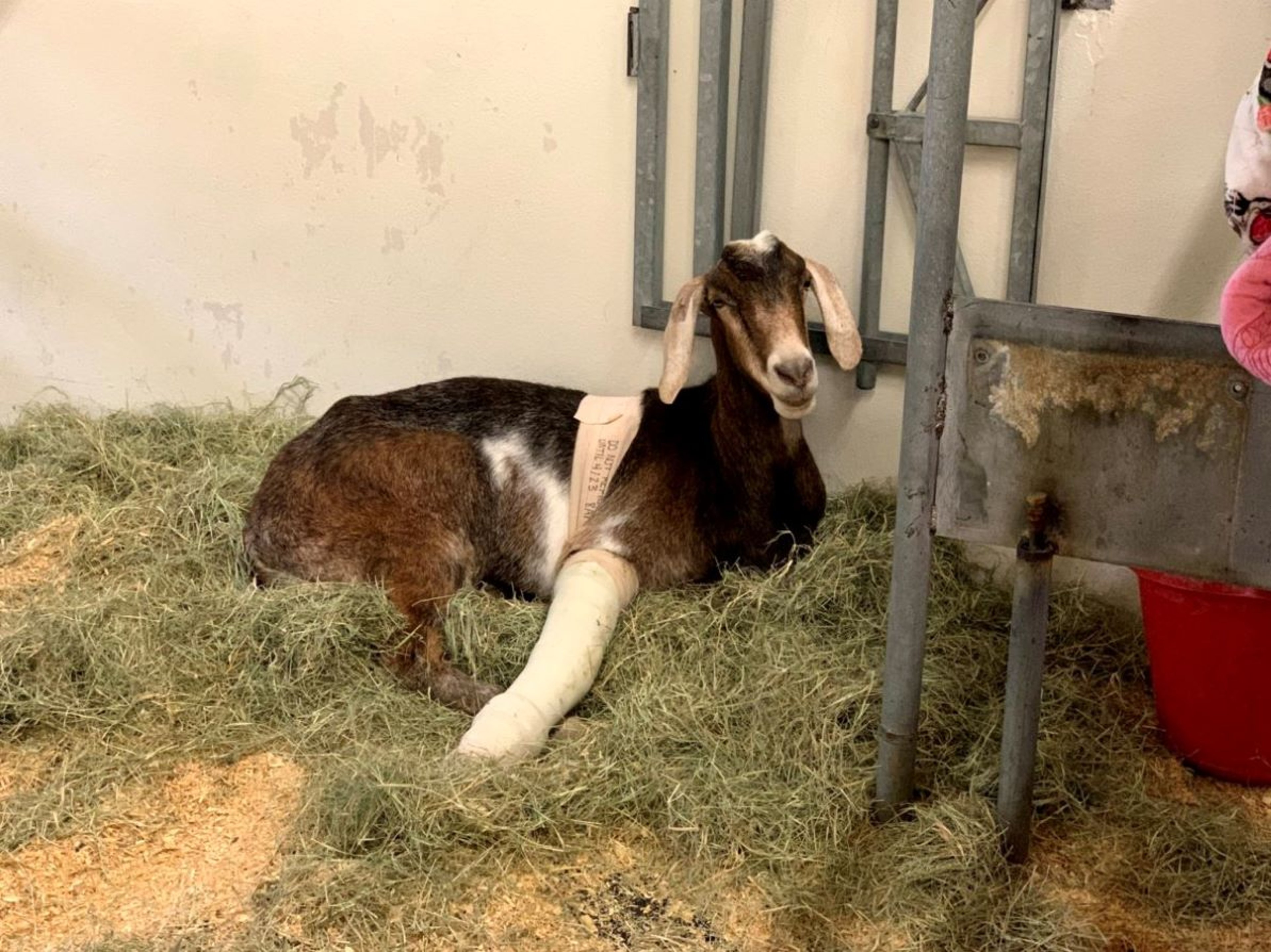 Cast, angular limb deformities, goat