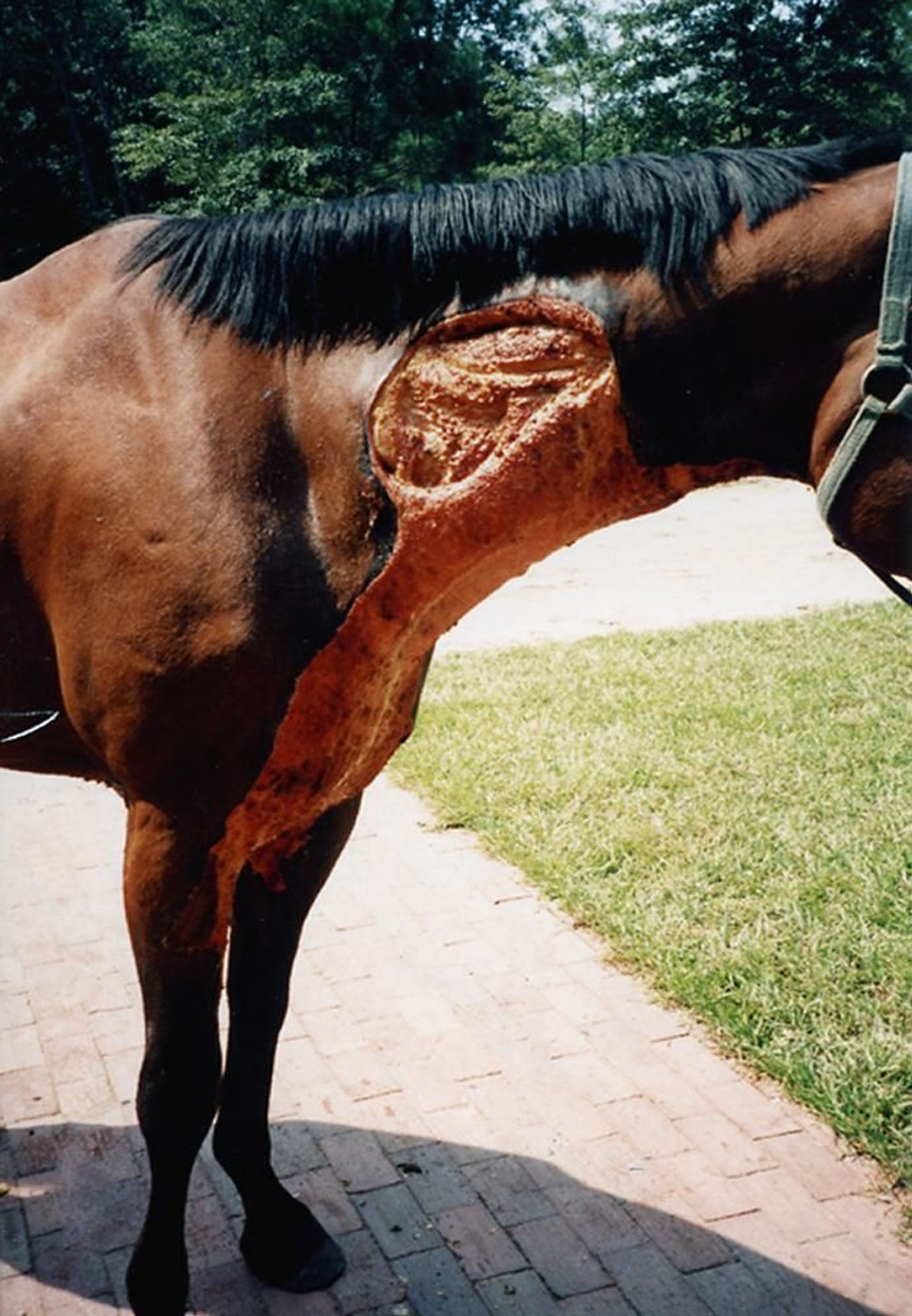 Fourth-degree burn, horse