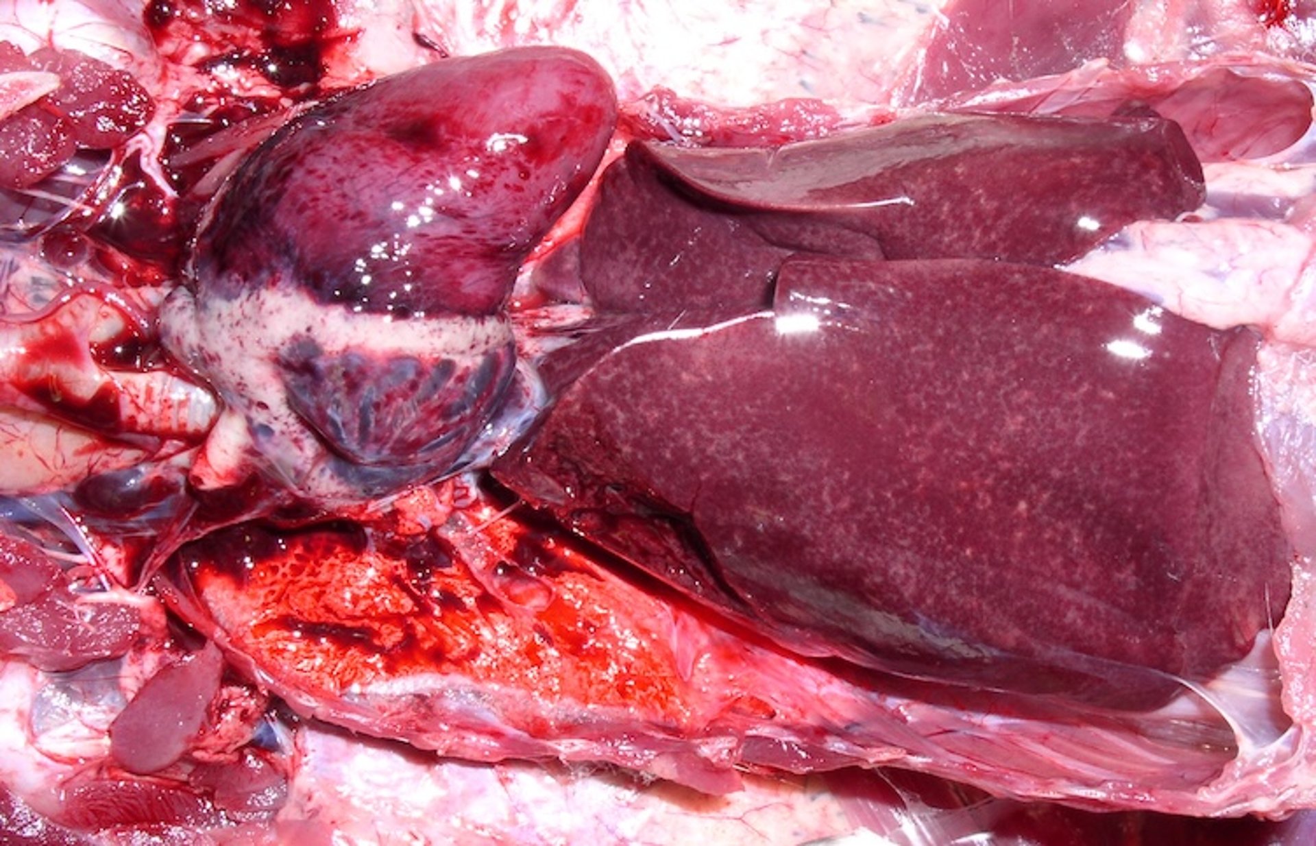 Cólera aviar, septicemia bacteriana, pato