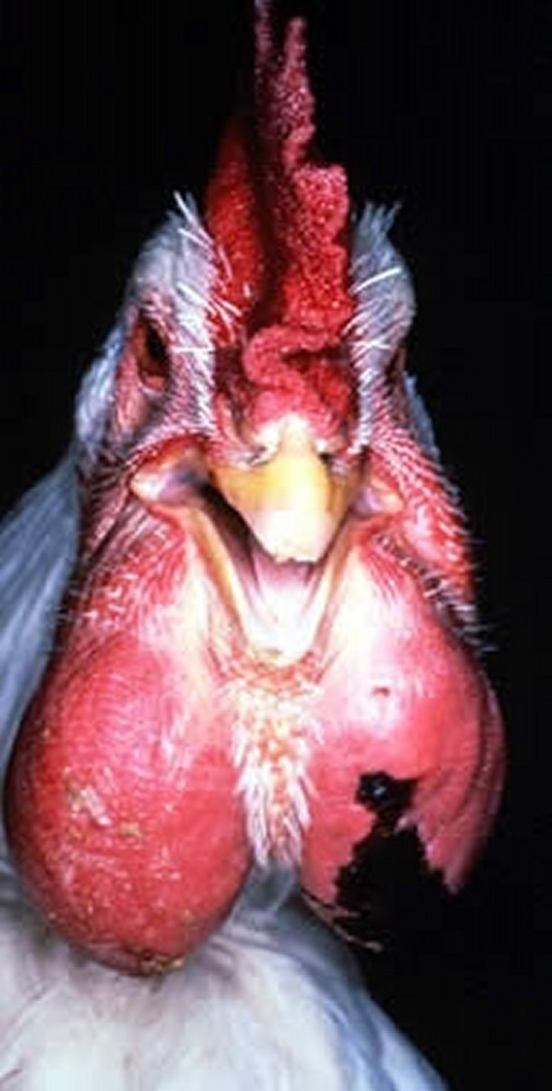Fowl cholera, swollen wattles, broiler
