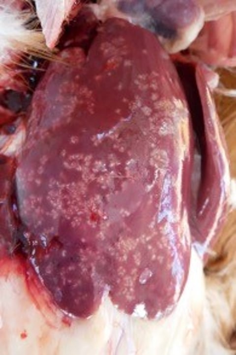 Fowl typhoid, liver, chicken