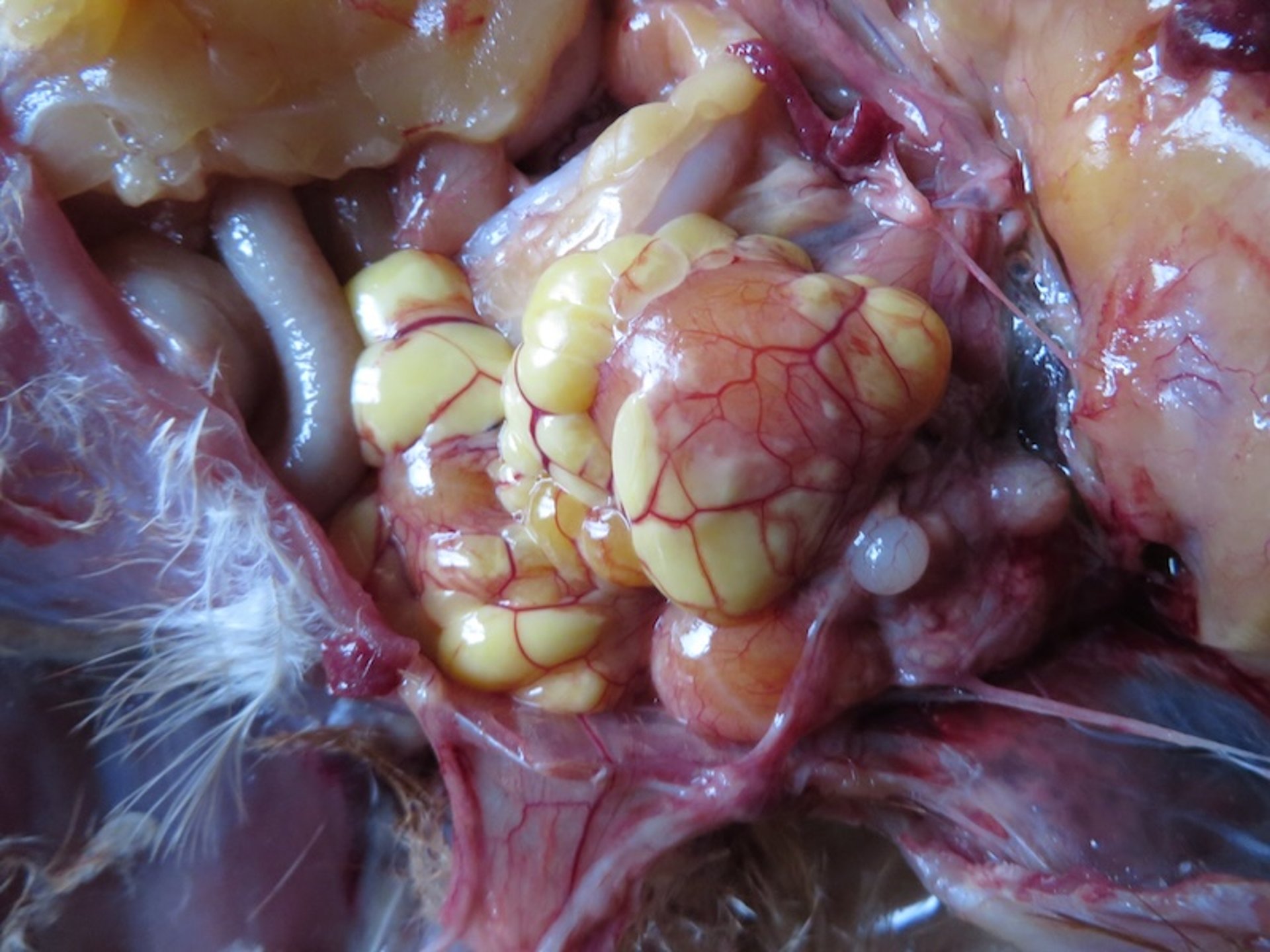 Tifosis aviar, ovario, gallina