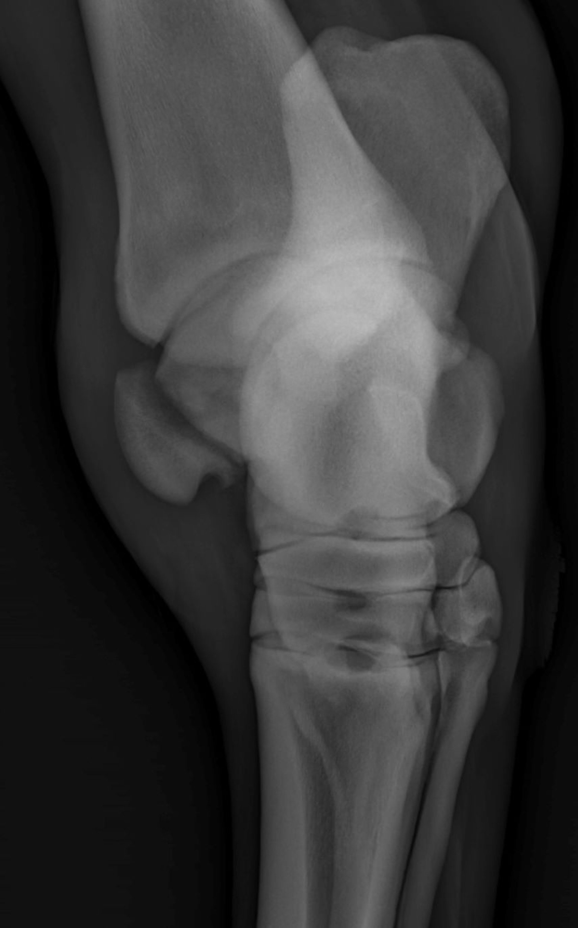 Fracture, lateral trochlear ridge of talus, radiograph, horse