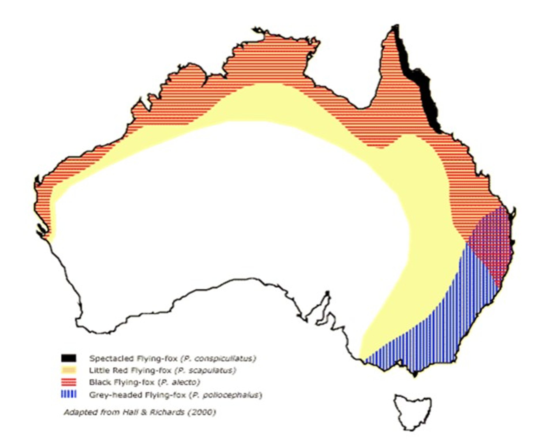 Distribución de murciélagos frugívoros, Australia