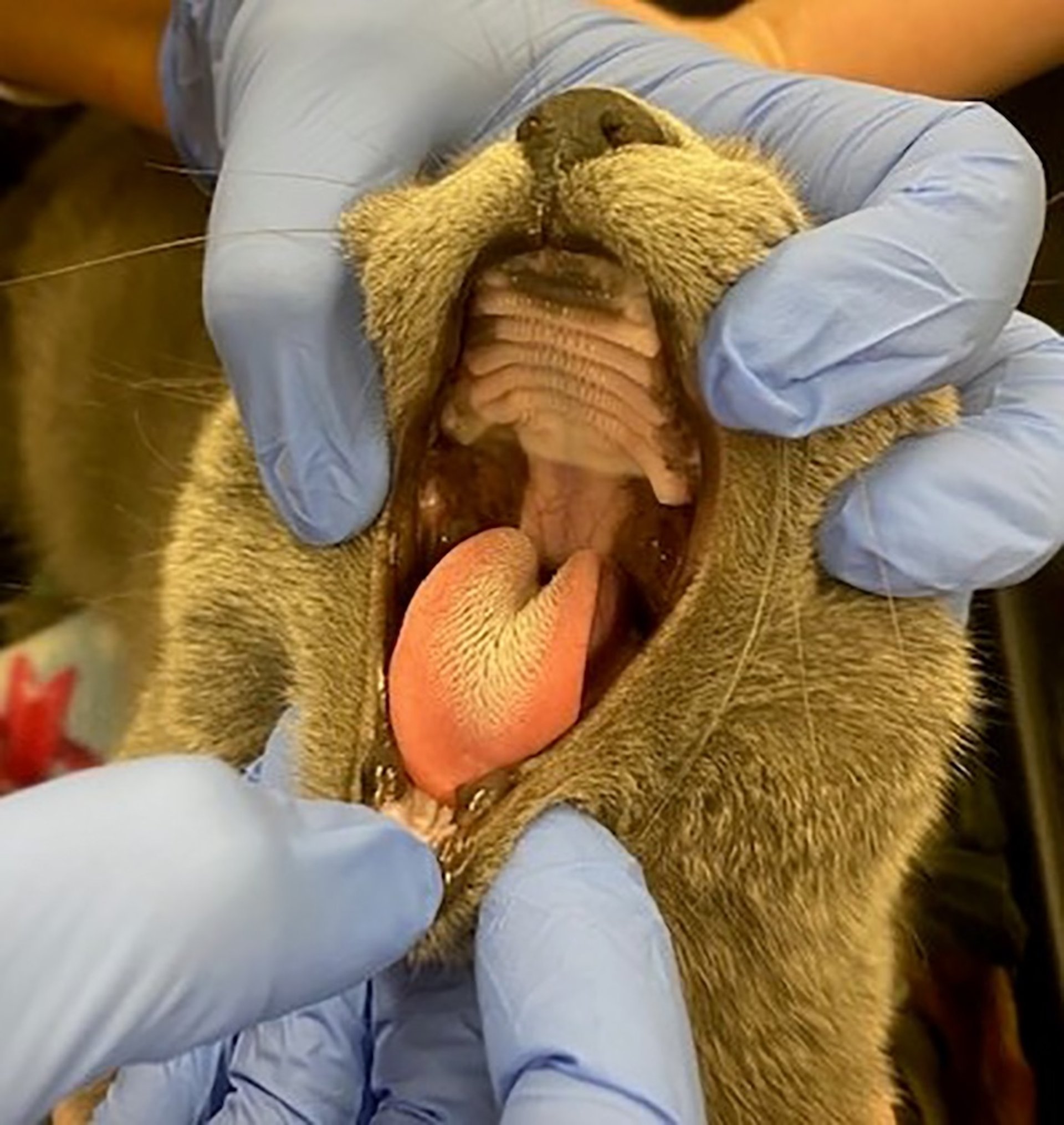 Extracción de boca completa, posoperatorio, gato